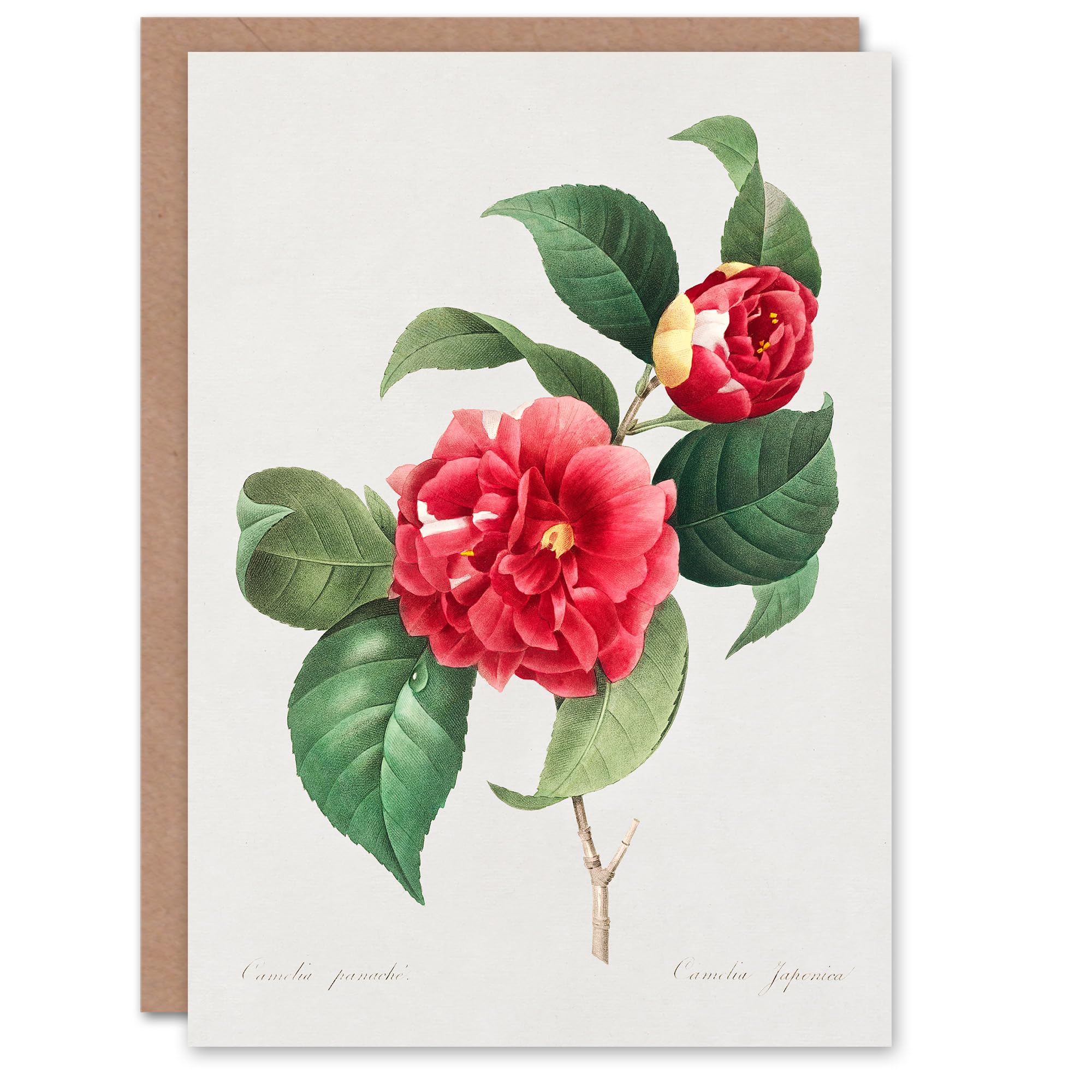 Artery8 Pierre-Joseph Redouté Art Card Camelia Vintage Floral Illustration