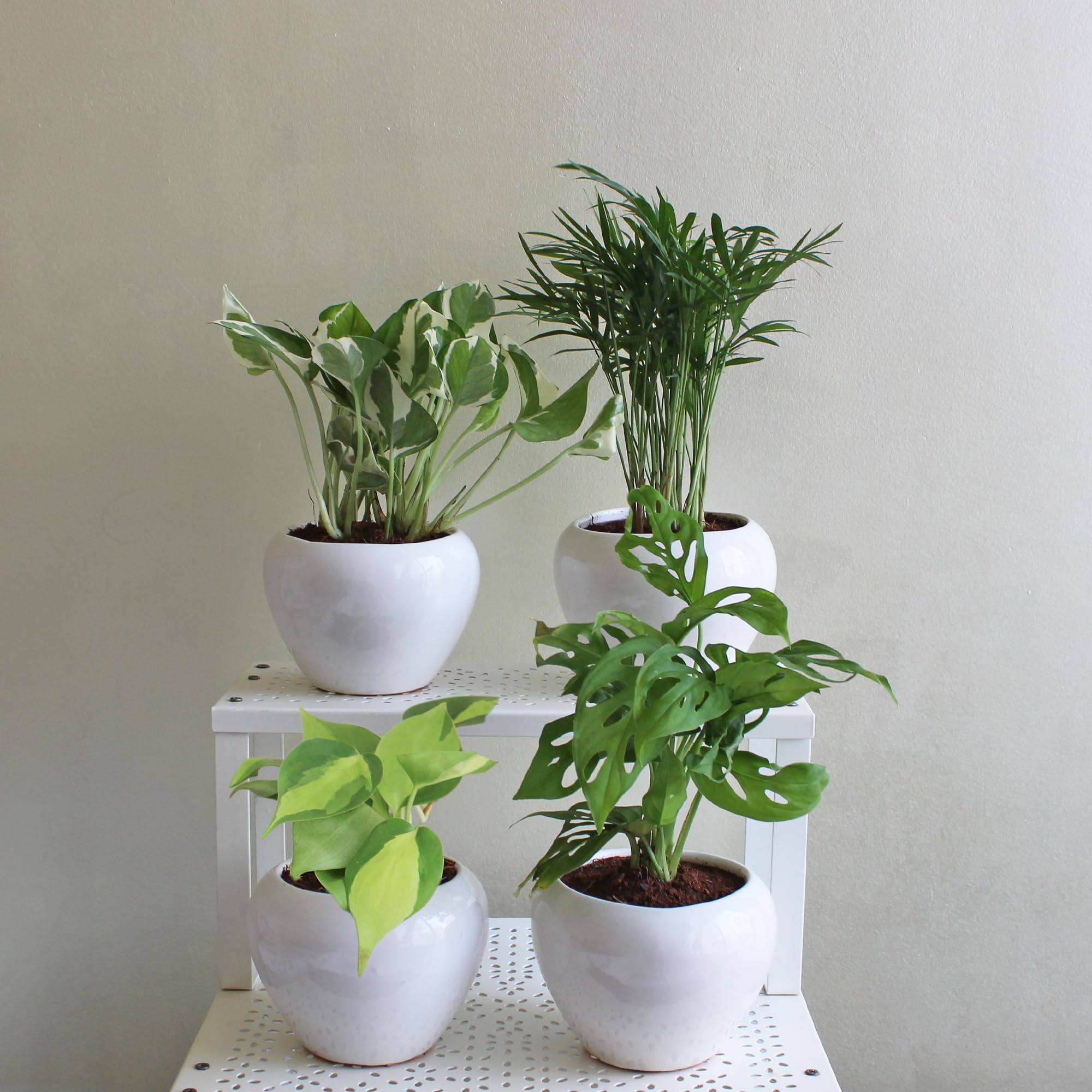 Rolling Nature Combo of 4 Indoor Plants in White Apple Glacier Ceramic Pot Heart Leaf Philodendron Oxycardium Variegated, Parlour Palm Chamaedorea Elegans, Broken Heart Monstera and NJoy Money Plant (B0C7HFS6SL) Amazon Price History, Amazon Price Tracker