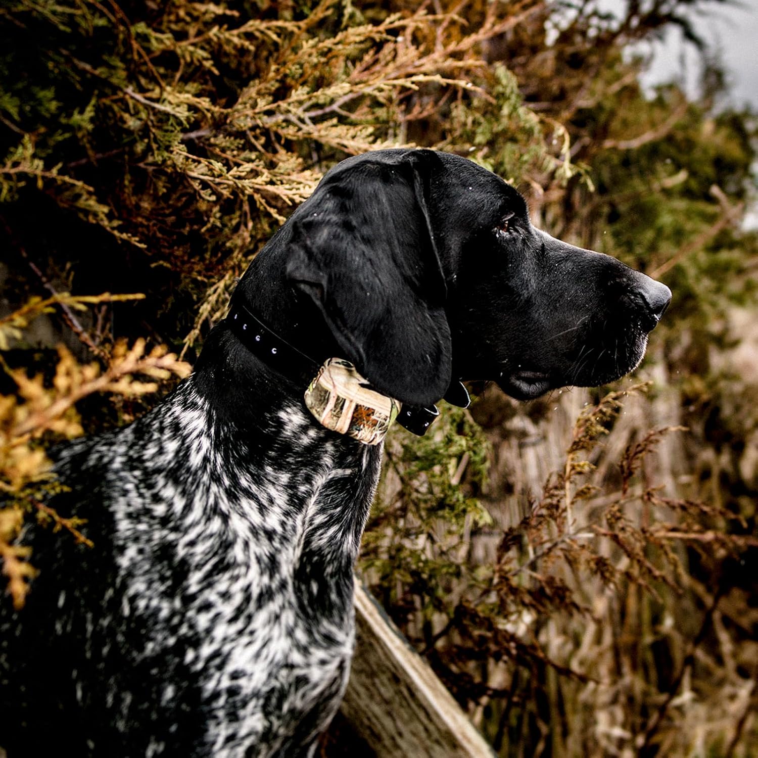 DT Systems H2O 1810, 1820, 1830 Plus Series Add-On/Replacement Collar Receiver, Waterproof Rechargeable Remote Hunting Dog Training Additional E-Collar, 1800-Yard Range, 16 Stimulation Levels, Camo