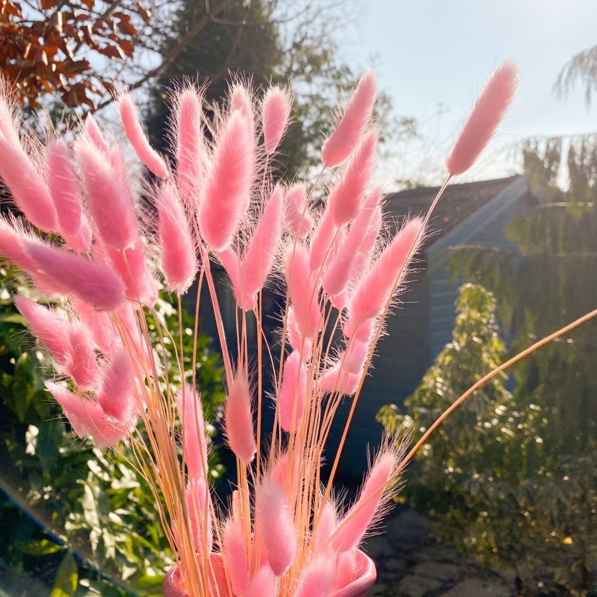 CLOUD INDIA Tail Dried Pampas Grass (50-60 Stems) for Home & Office Decor Natural Dried Pampas Grass, Decoration - Boho, Wedding Flower Arrangement, Home Decor (Pink&White)