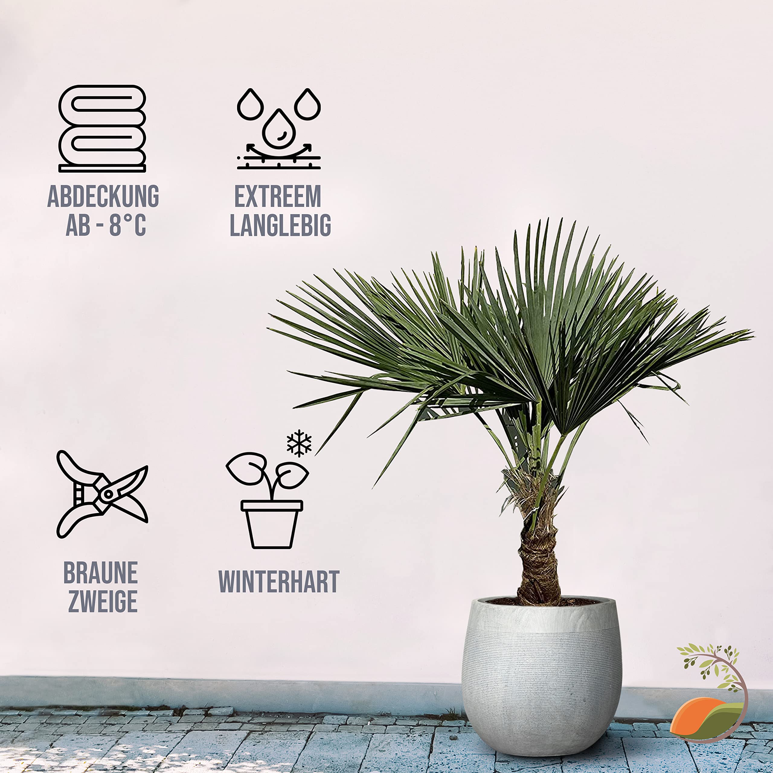 Tropictrees Trachycarpus Fortunei Hanfpalme winterschutz mit einer Stammhöhe von 30-40 cm | Höhe 140 cm | Gelbe und grüne Blätter | Winterschutz Palme für drinnen und draußen