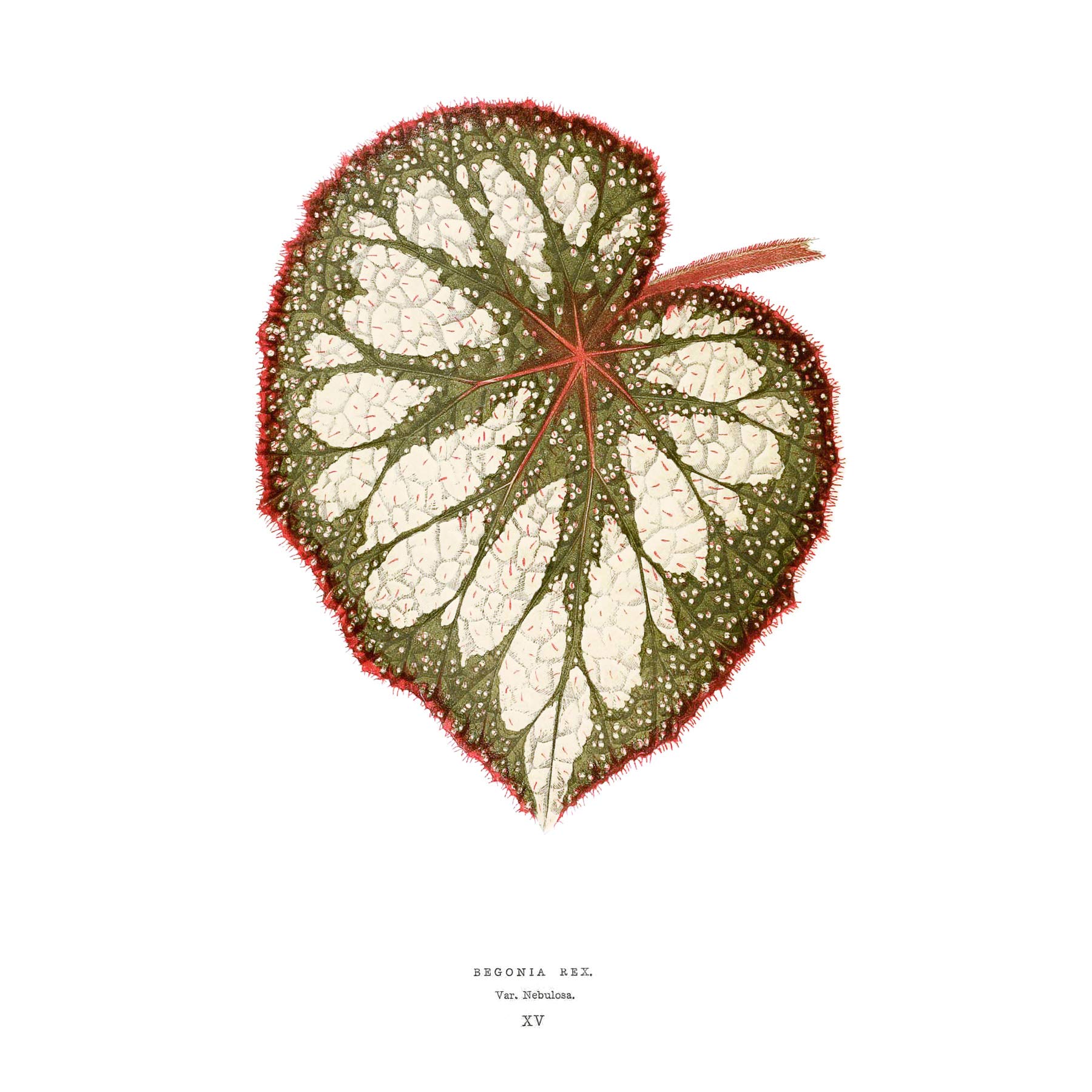 Wee Blue Coo Leaf Begonia Rex Nebulosa Large Wall Art Print Canvas Premium Poster