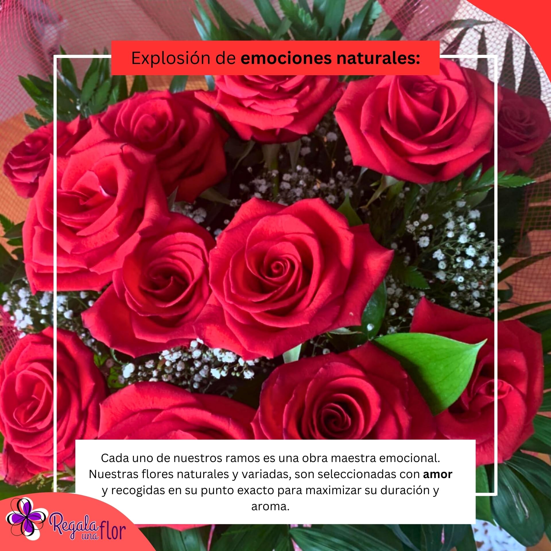 REGALA UNA FLOR | Ramo de 12 rosas naturales a domicilio | Entrega en 24 horas de Lunes a Sábado | Con tarjeta de dedicatoria | 12 rosas rojas