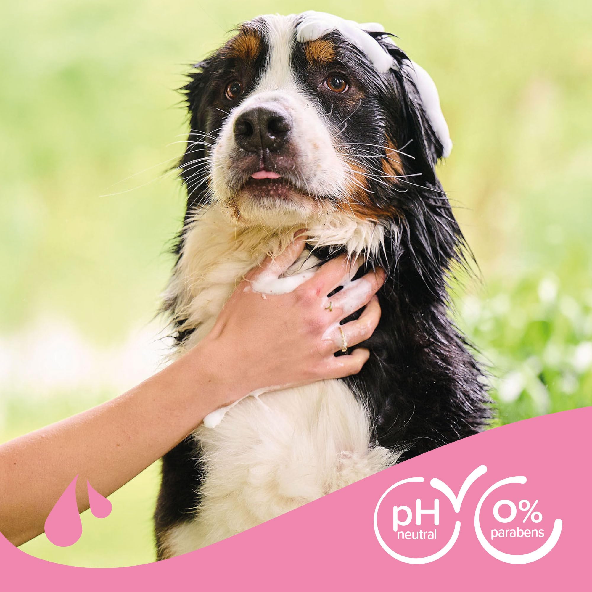 Beaphar Langhaar-Shampoo für Hunde, 250 ml, natürliche Extrakte aus Aloe Vera und Mandelöl, pflegt und schützt Ihre Haut und Ihr Haar, glänzendes und leicht kämmbares Haar, vegan, pH-neutral, 250 ml