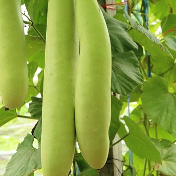 Mountain Valley Seed Co Gourd Seeds - Cucuzzi Italian Edible 1 Oz 140 Seeds | Lagenaria siceraria - Farm & Garden Vegetable Seeds - Non-GMO, Heirloom, Open Pollinated, Annual