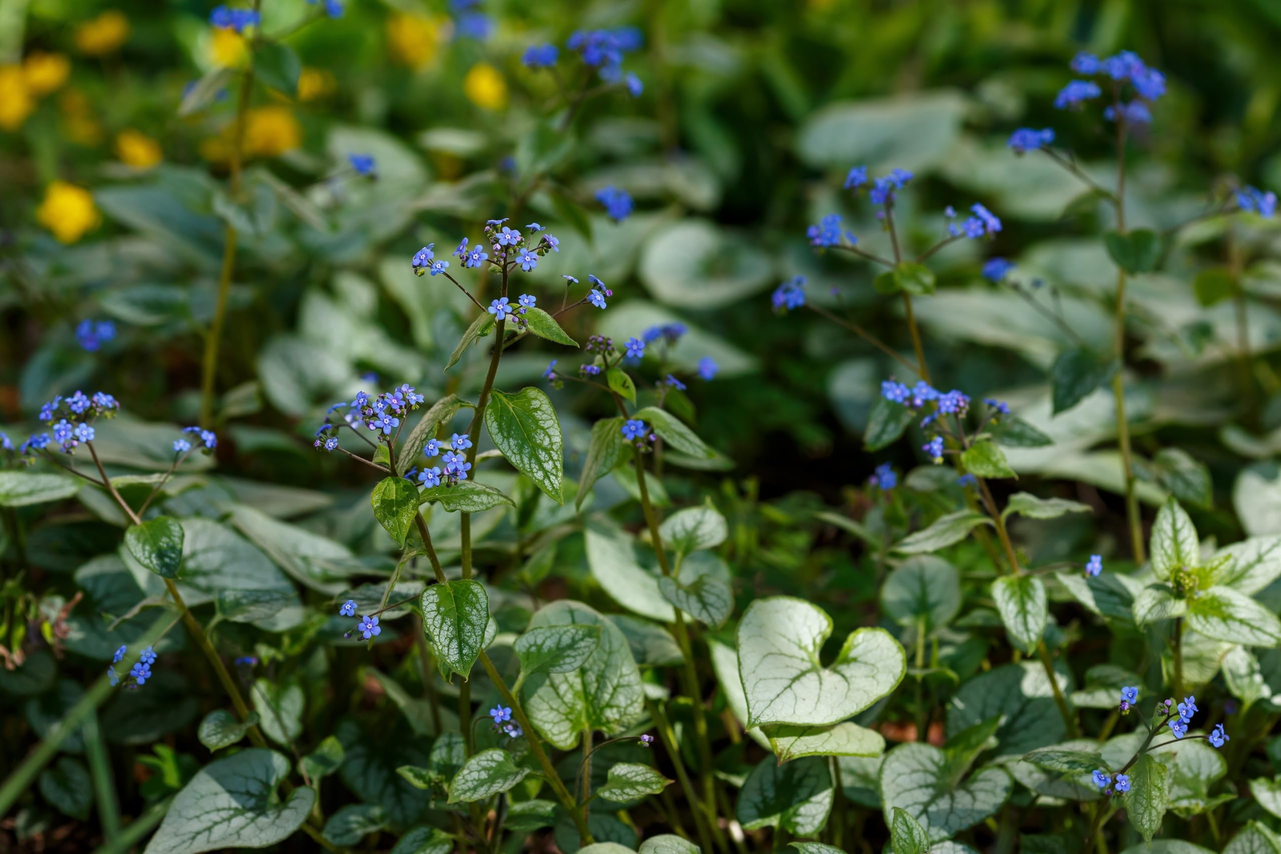 Stauden Gnge 3 x Brunnera macrophylla 'Variegata'  (Winterhart/Stauden/Staude/Mehrjhrig/Bodendecker) Kaukasus Vergissmeinnicht  - Zartes Blau trifft auf kunstvolle Blattzeichnung - Pflegeleicht :  Amazon.de: Garten