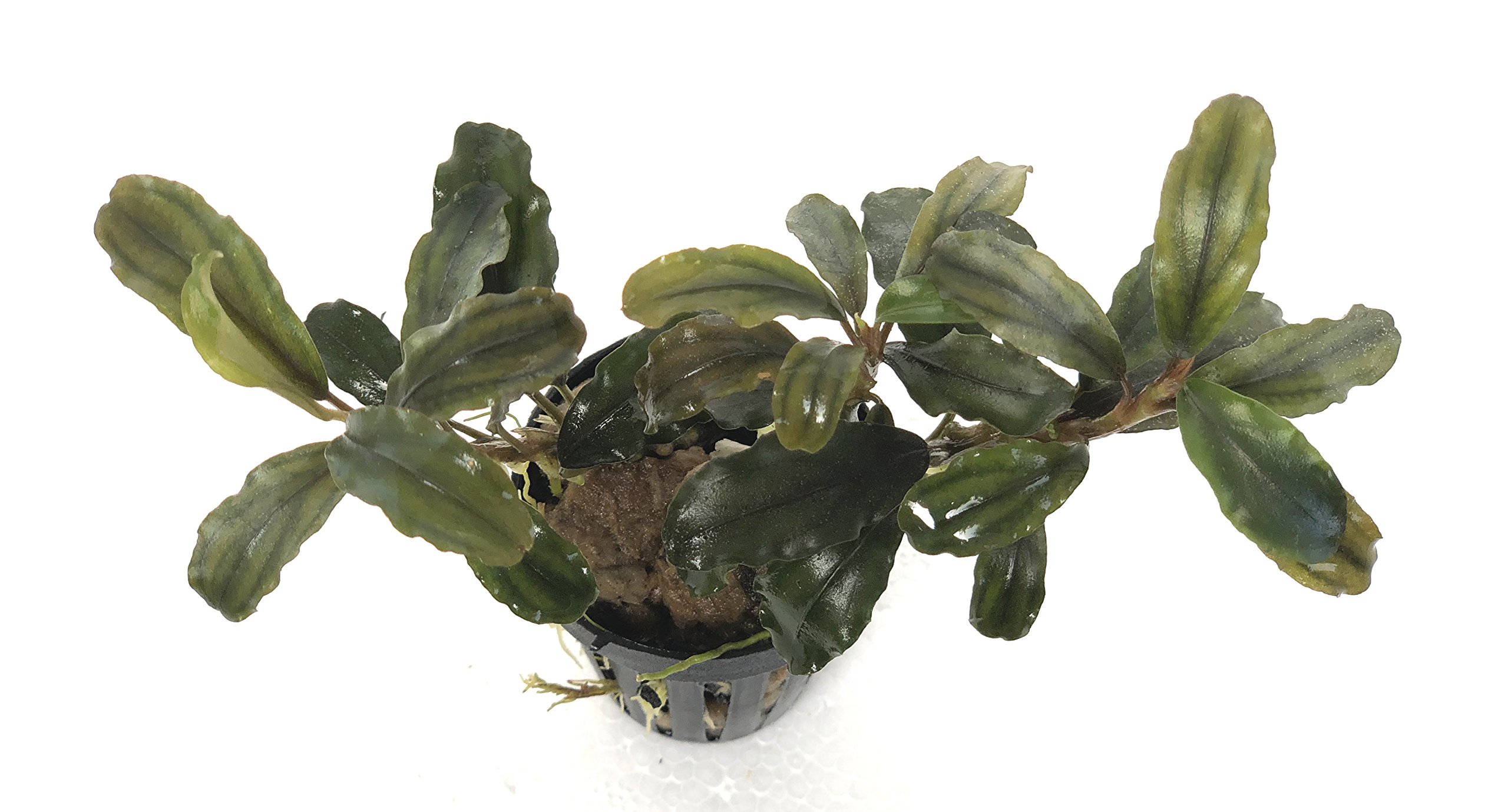 4 Bucephalandras surtidas, Planta de Borneo para acuarios.