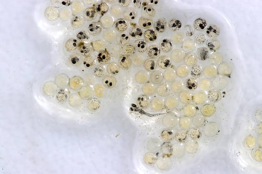 たま 4487692 HITACHI EX1200 ZX870 ZX850 – high quality seals