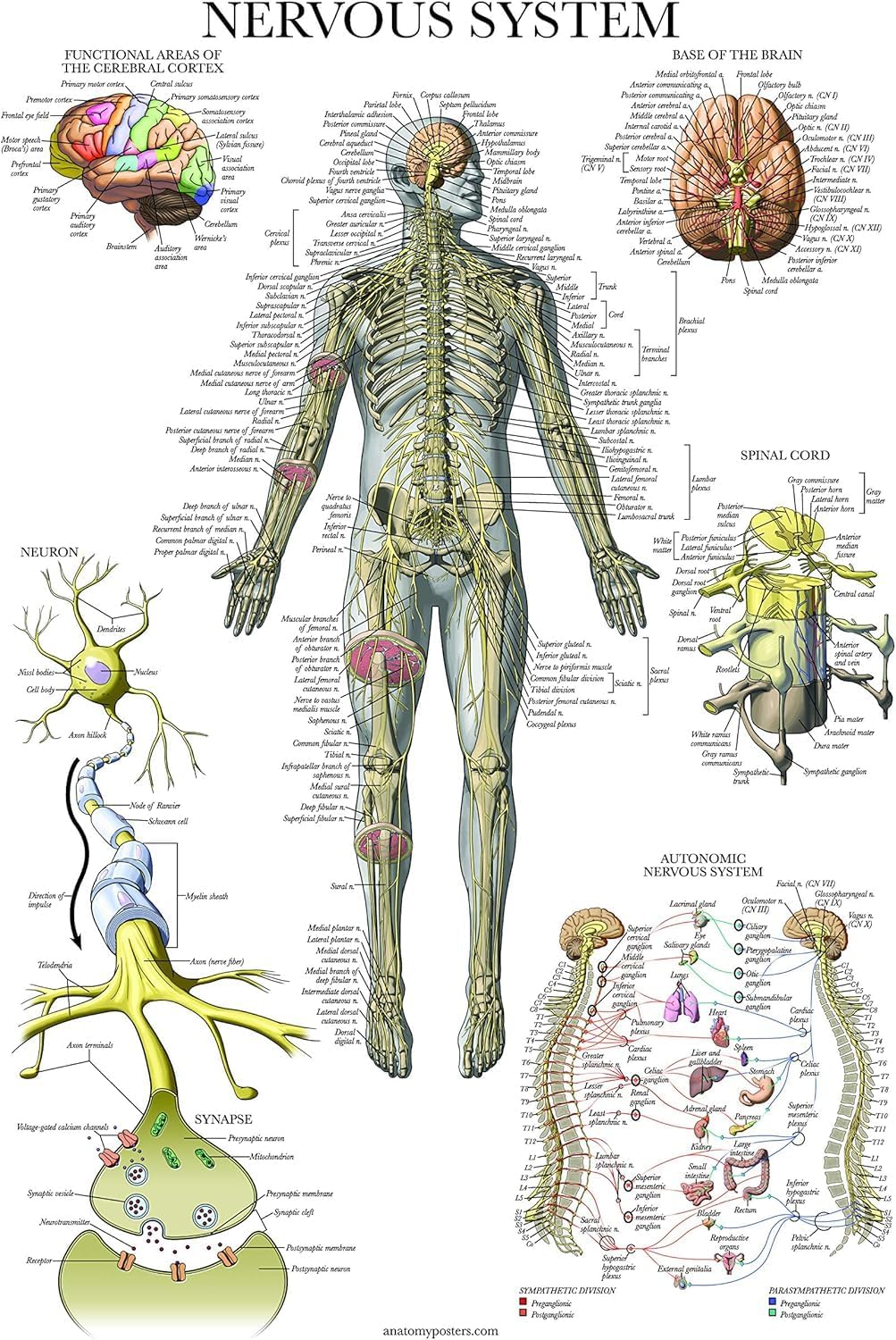 Palace Learning 3 Pack - Muscle + Skeleton + Nervous System Anatomy Poster Set - Muscular and Skeletal System Anatomical Charts - with Plastic Frame 18" x 24"