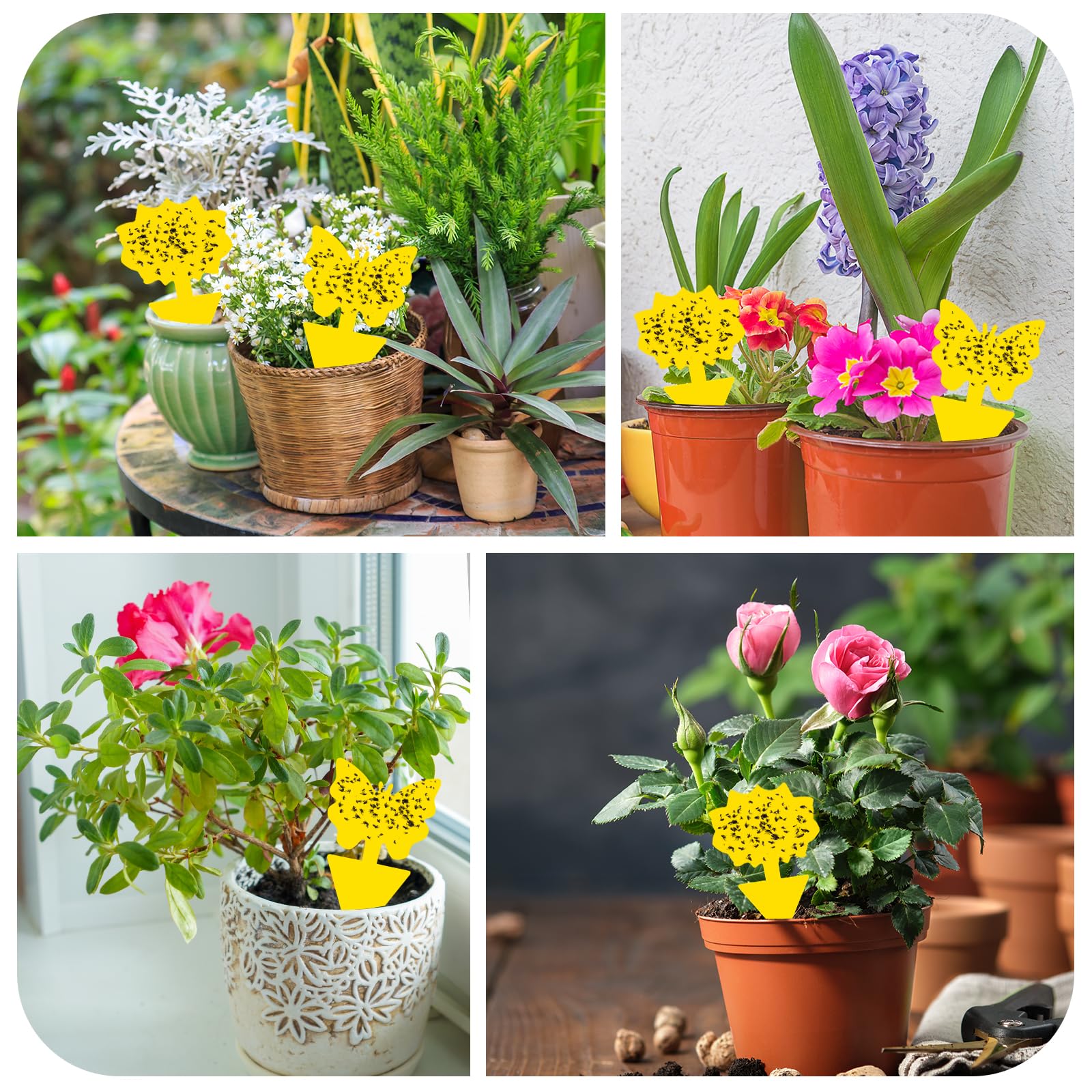 Trampas para moscas de la fruta, paquete de 60 trampas amarillas, trampas para mosquitos de hongos, calcomanías para moscas de plantas para uso en interiores y exteriores para proteger la planta