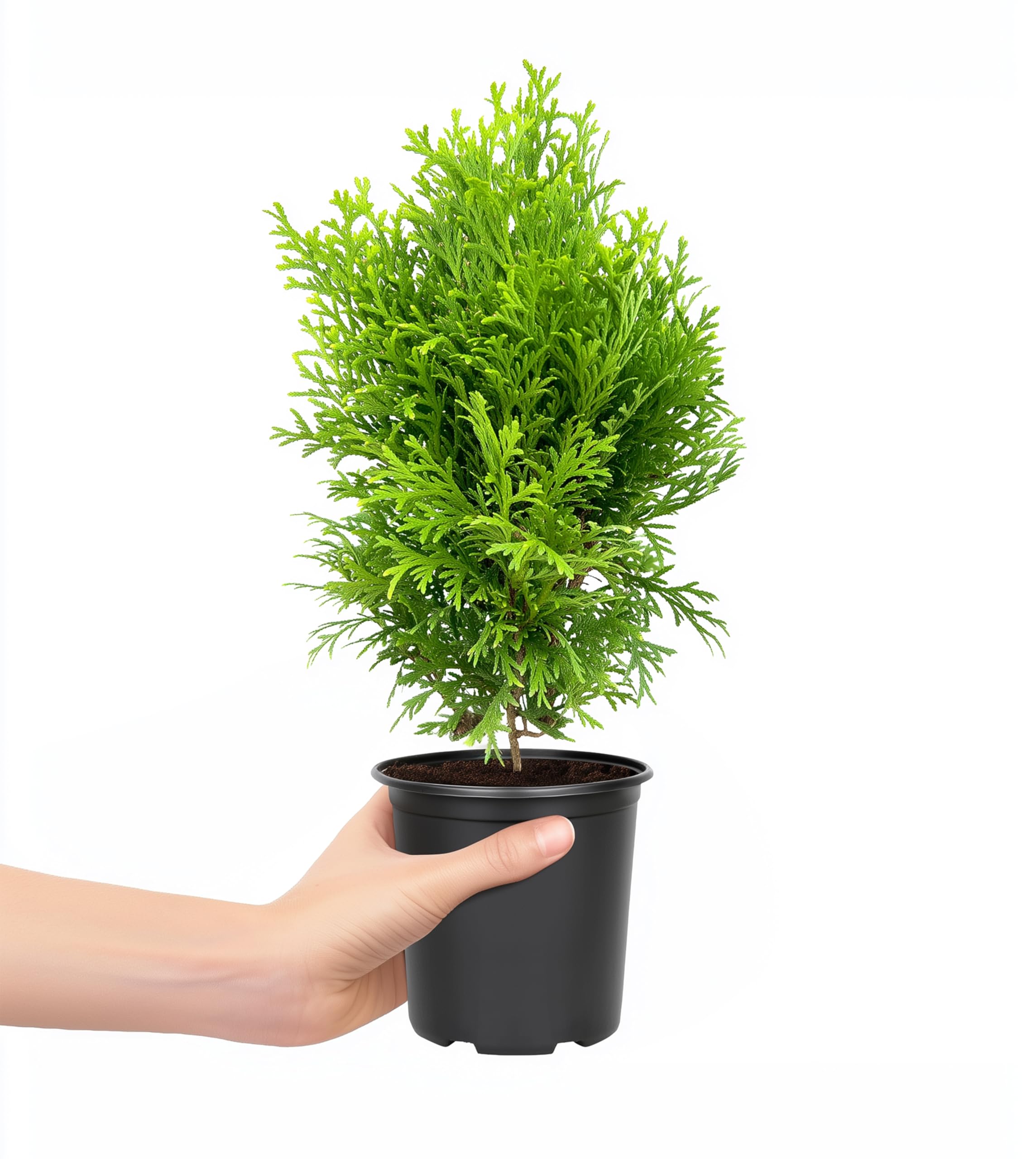 Amazon.com : Little Giant Arborvitae | 3 Large 4 Inch Pots | Thuja  occidentalis 'Little Giant' | Compact Evergreen Shrub for Borders |  Low-Maintenance Landscape Accent : Patio, Lawn & Garden