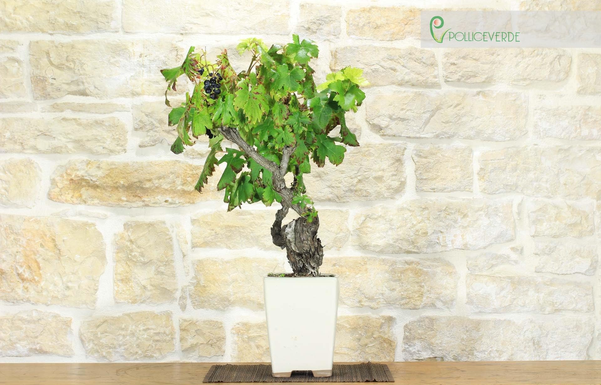 Bonsai di Vite (107)