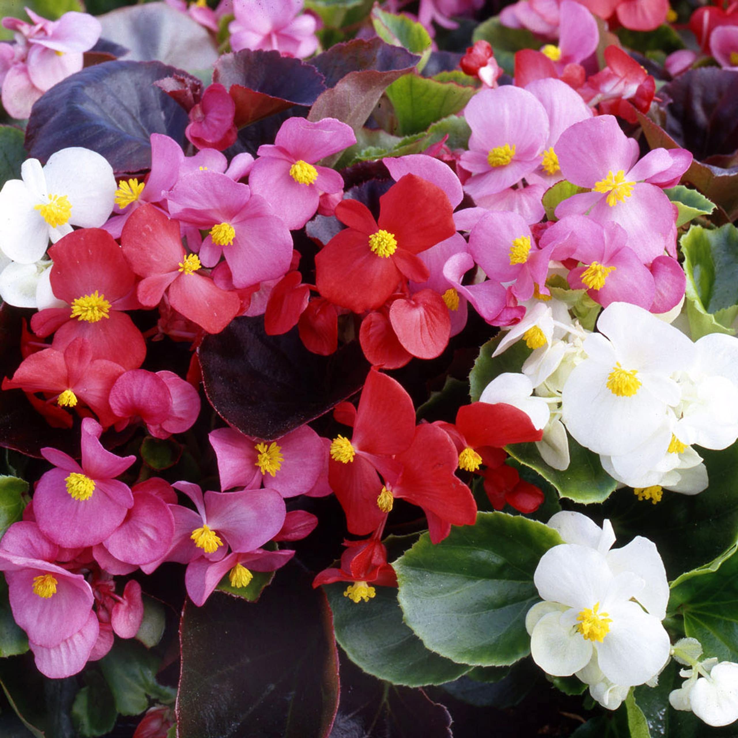 Live Green Begonia Seperflorens Mix Flower Imported Seeds for All Season - Pack of 50 Seeds