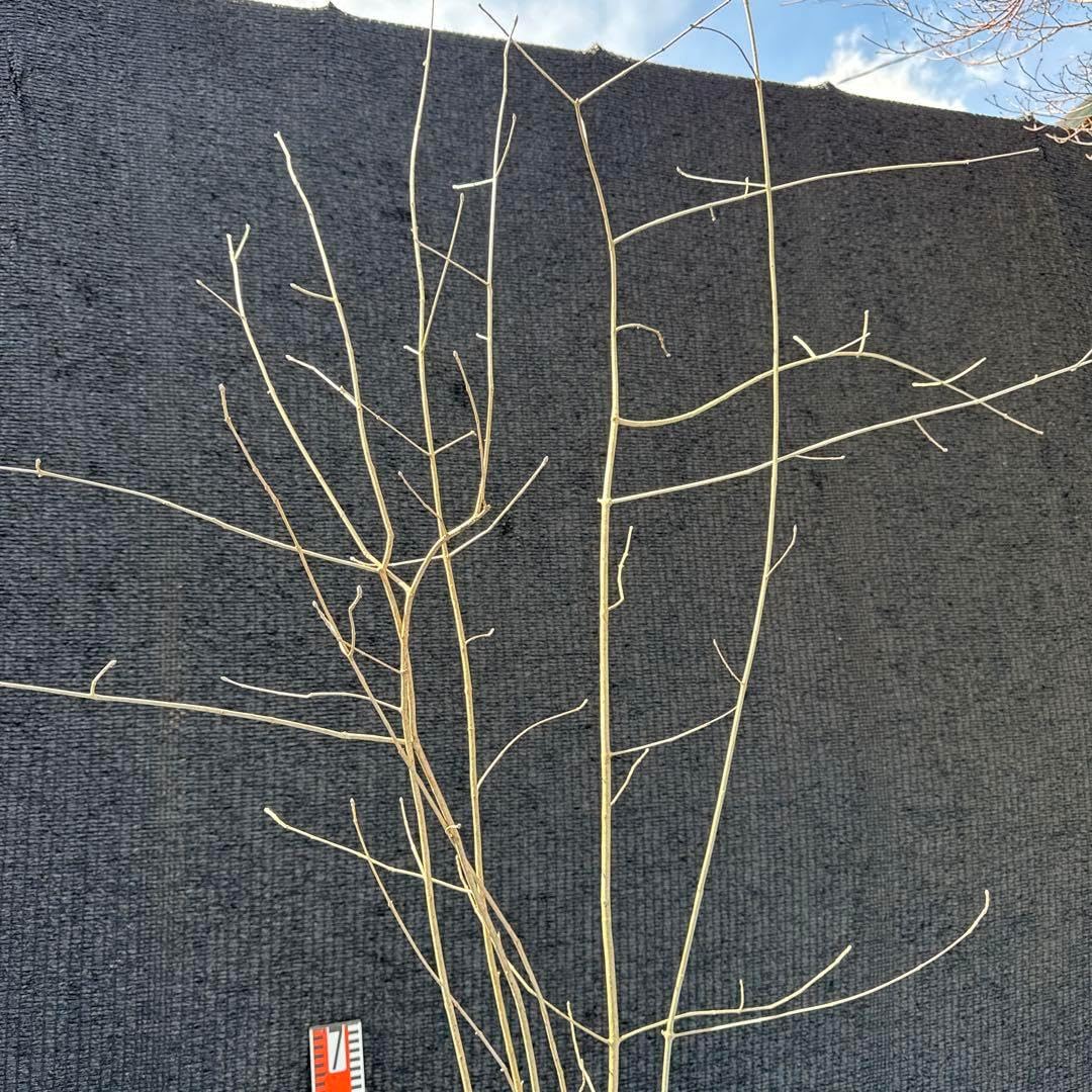 特価!涼しげな逸品。山採りアオハダ株。