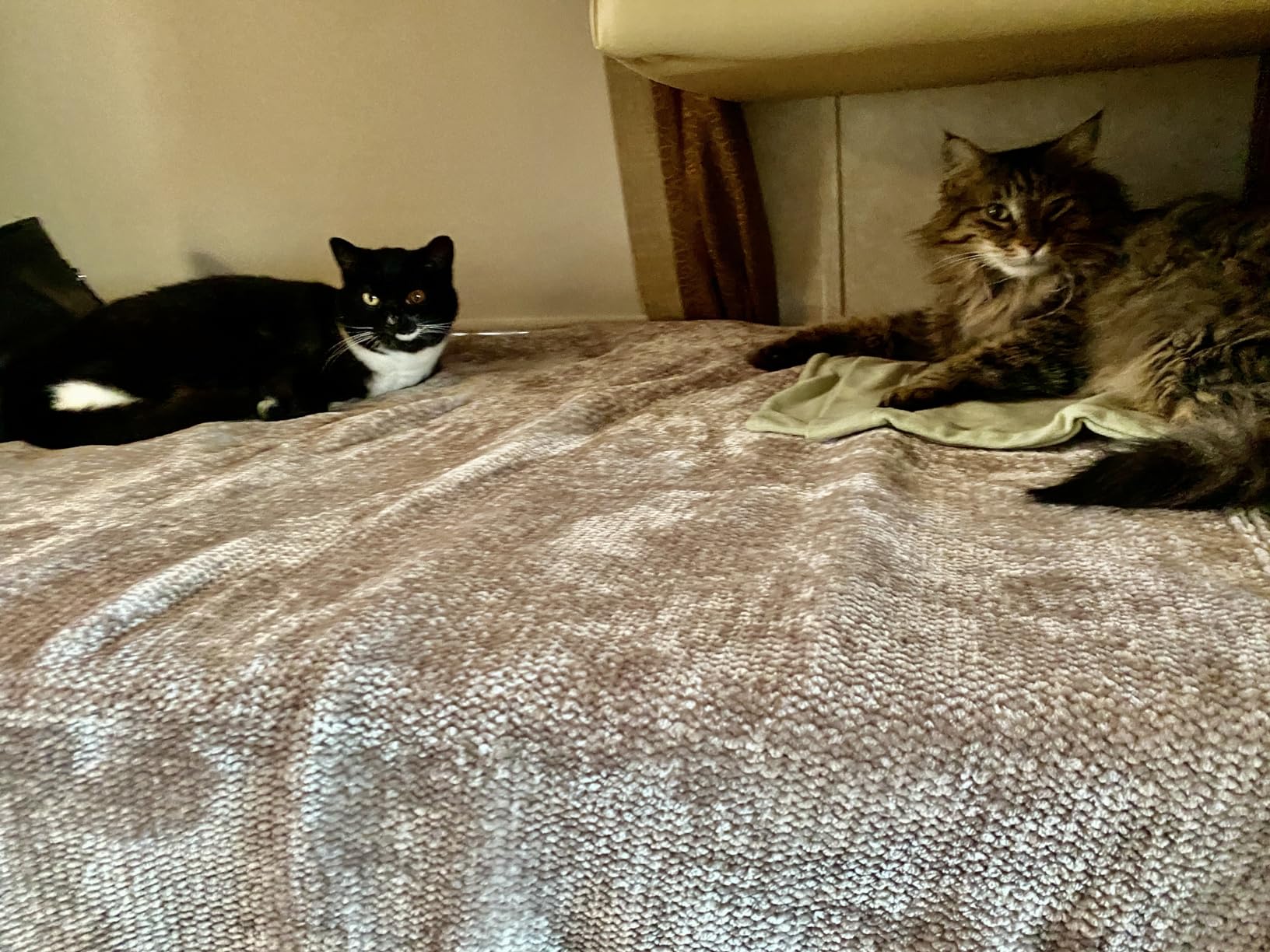 1/2 a tablet pet cat worked well enough to keep our cats calm for several hours.?