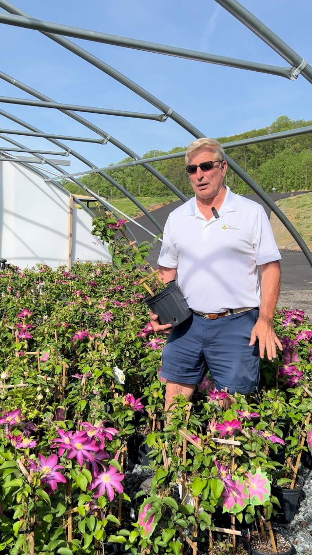 Amazon.com : Perennial Farm Clematis 'Henryii' Hybrid – Live