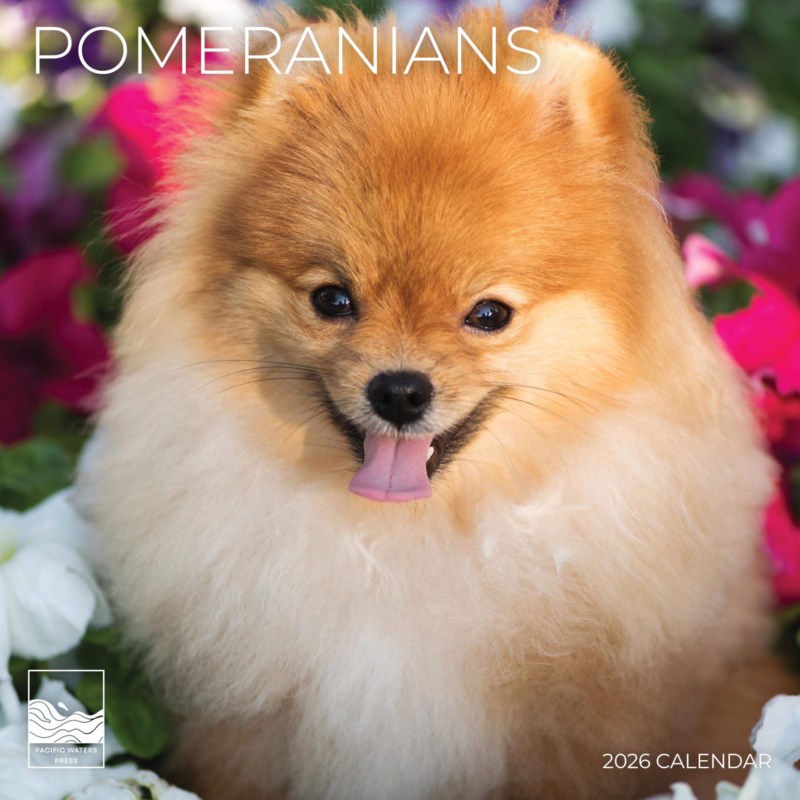 Pomeranian 2026 Wall Calendar 12 Month | 12" x 24" Open | Dog Photography Thick & Sturdy Paper for Organizing & Planning | Office Kitchen Decor or