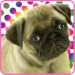 Dog Painting