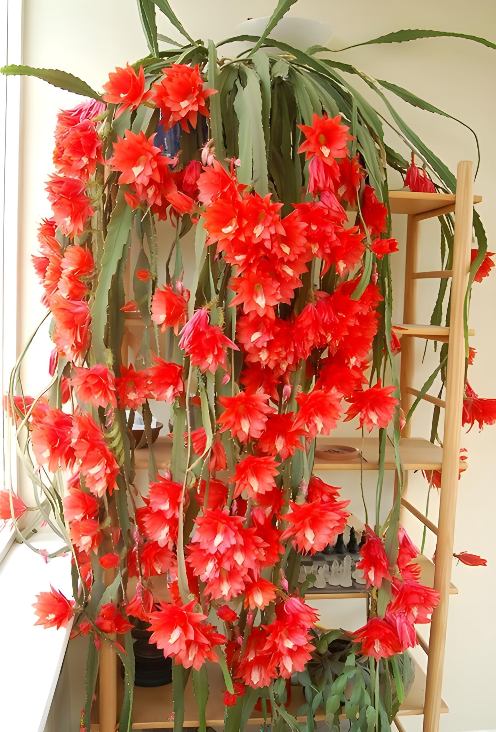 Live Night Queen,Brahma Kamal Flower Plant Special Variety Pack of 1 (Flower After 6 Month)