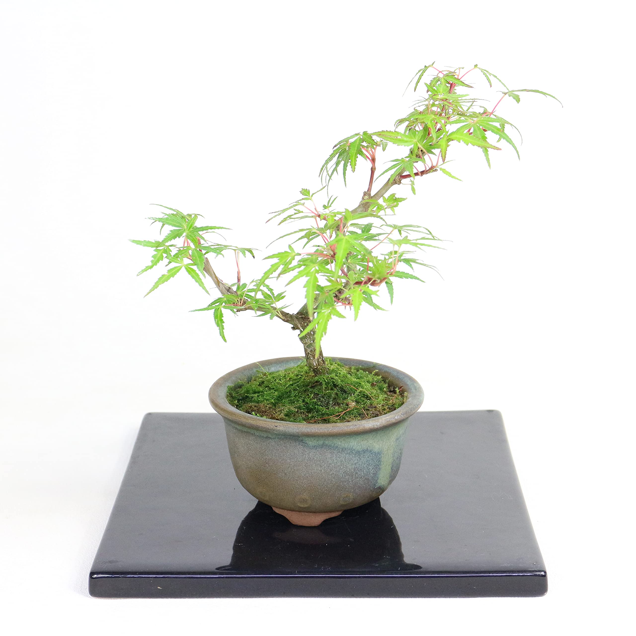 Amazon.co.jp: 清香園 テーブルの上で楽しんでいただける モミジ 織姫