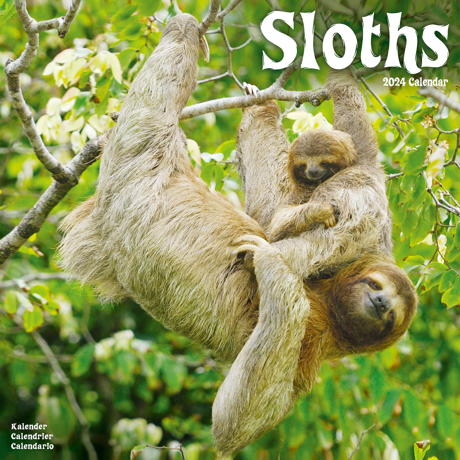 Sloths Calendar 2024 | Square Animal Wall Calendar - 16 Month