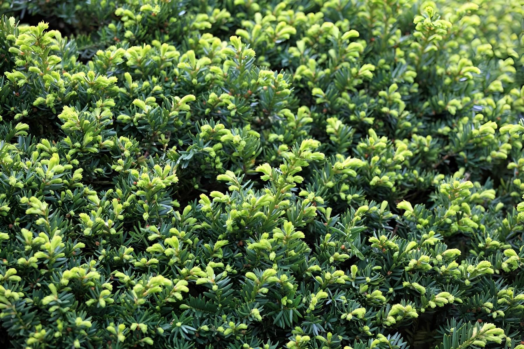 Direct Plants 25x Taxus Baccata English Yew Hedging Trees, Supplied in Pots