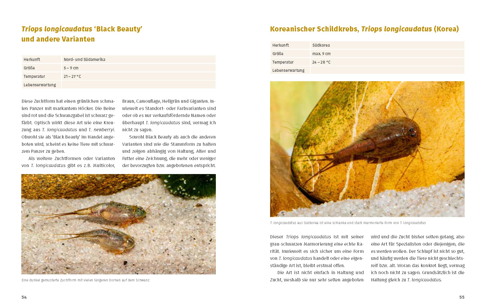 Urzeitkrebs-Fibel: Triops, Feenkebse, Artemia & Co.