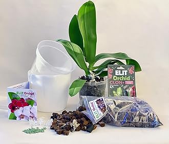 SMEREKA Orchid Repotting Kit with 6-Inch Clear Slotted Pots, Premium Potting Mix, Fertilizer, Cytokinin Paste, and Supportive Clips for Healthy Indoor Orchid Growth