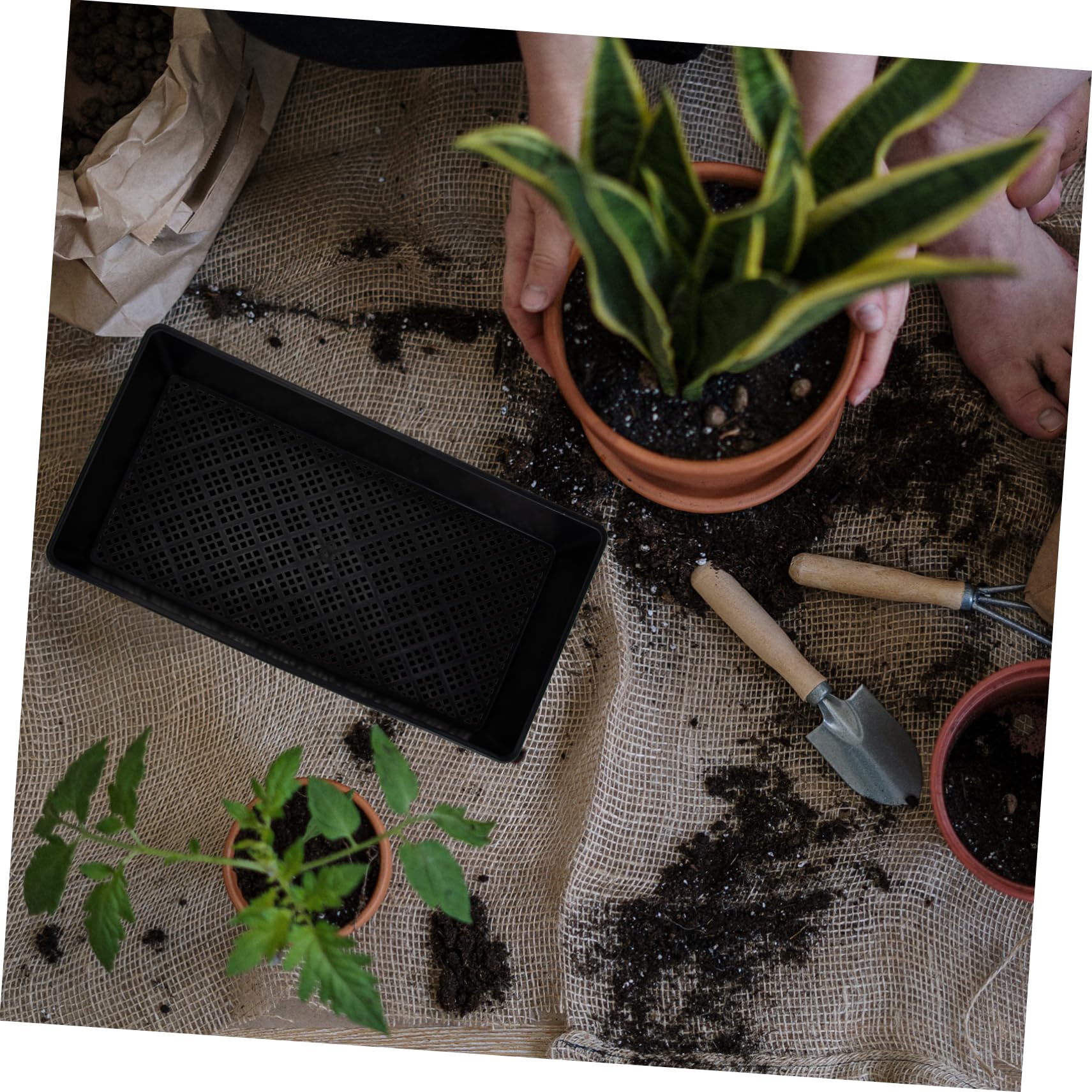 ABOOFAN 6pièces Plateau De Germination De Plantes Conteneurs De Germination Plastique Plateaux De Pépinière pour Culture De Micro-pousses