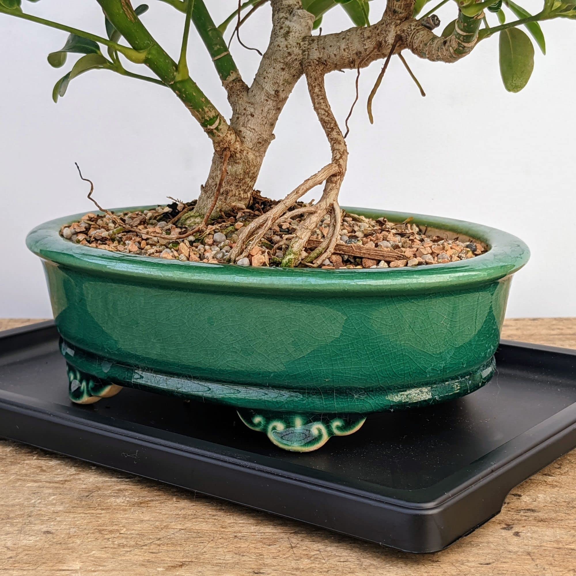 Drip and Humidity Tray with Washed River Rocks - Helps Protect Furniture +  Planting Trays Provides Moisture When Water Evaporates - Great for Cactus,  Succulents, Bonsai & House Plants : Amazon.ca: Patio,