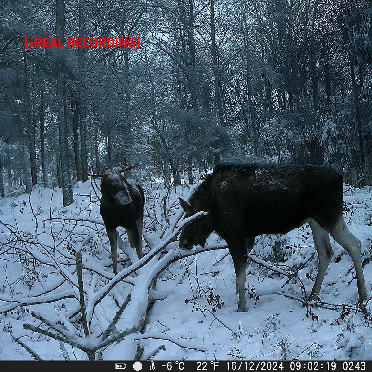 Wildlife Kamera - 4K@10fps - 50 MPixel - 5 MPixel CMOS - IP65 - Schwarz No-Glow IR - Nachtsicht - Blickwinkel: 60 ° - Bewegungssensor - Erfassungswinkel: 130 ° - Erfassungsbereich: 20 m
