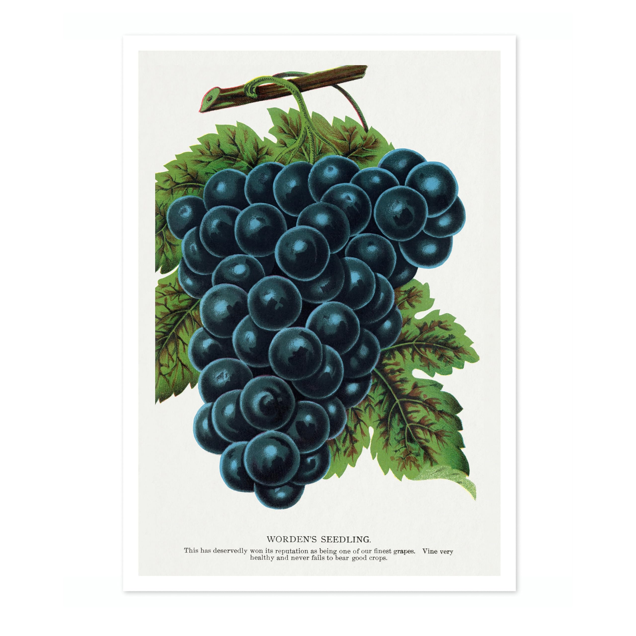 Worden'S Seedling Grape Pierre Joseph Redoute Poster, Vintage Botanical Prints, Encyclopedia Retro Illustration Wall Art Plants Pictures, Bedroom Home Decor, A3 (Print Only) - 42x29.7cm โ image 1