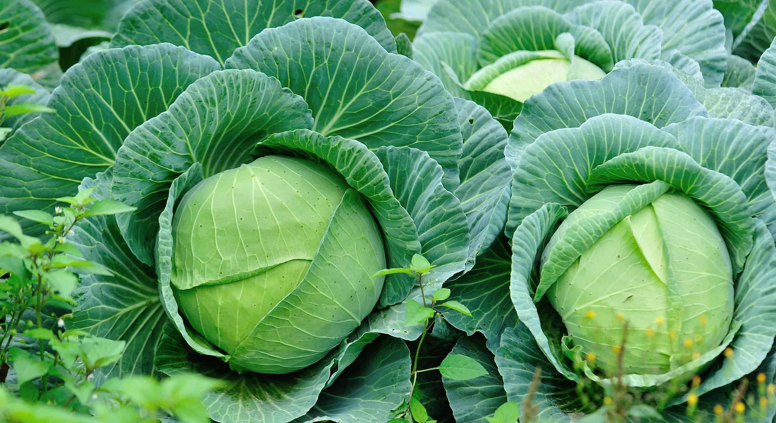 ®CD- F1 Hybrid (100 Seeds), Winter Vegetables Seeds Hybrid F1 Cabbage Seeds/Bandgobhi Seeds For Home-100 SEEDS-CABS-292 (B0CJBZ3PQZ) Amazon Price History, Amazon Price Tracker