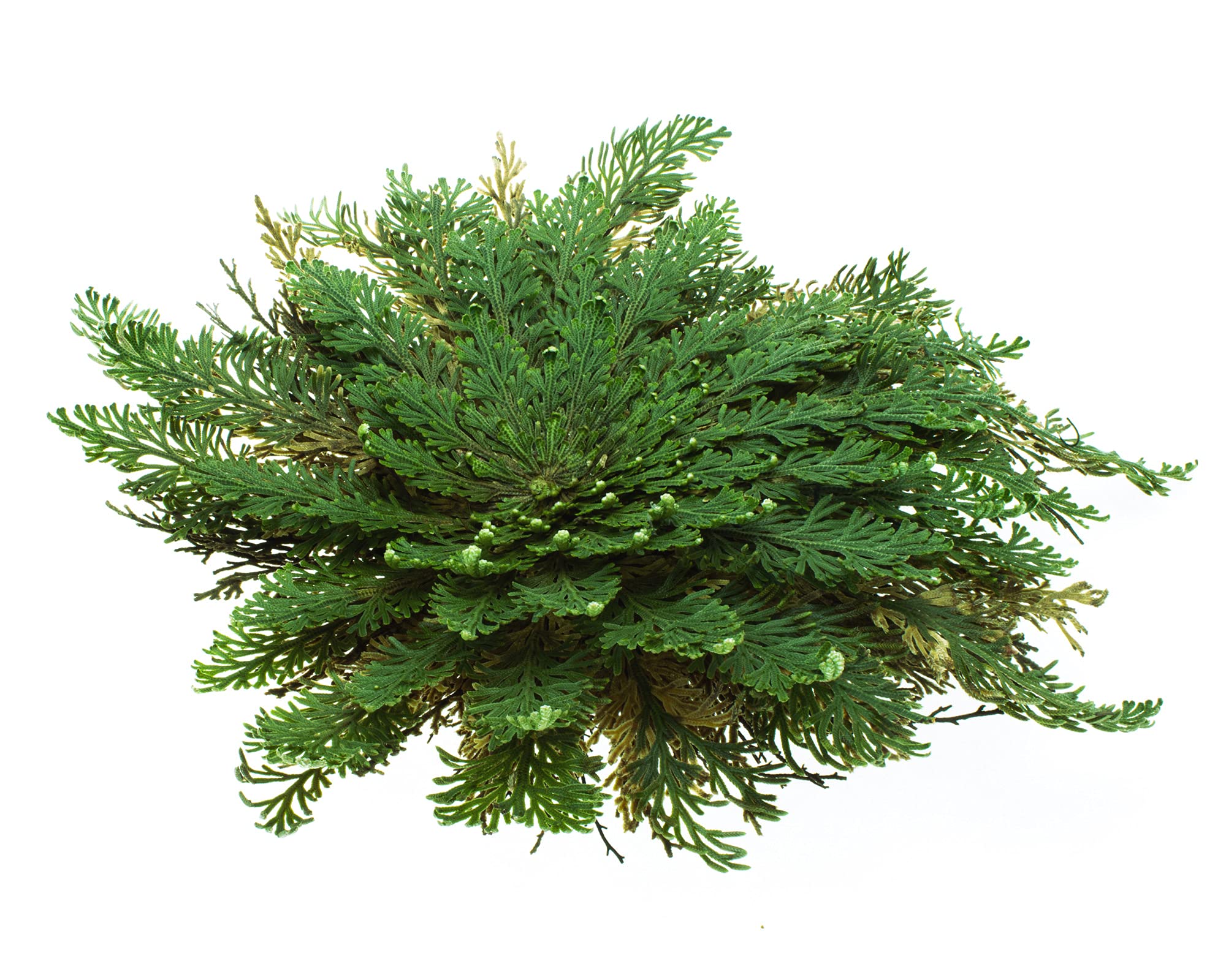 10 x Rose von Jericho | Klein | Geschenkkarton | Perfekte Indoor Pflanze als Deko oder als Mini Terrarium/Flaschengarten Zubehör | Neben Moss oder Steinpflanzen