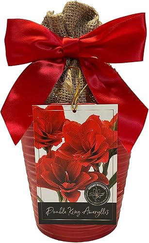 Elegante kit de cultivo de regalo doble King Amaryllis. Hermosa maceta de cerámica, gran bombilla doble King, una bolsa de arpillera y medio de