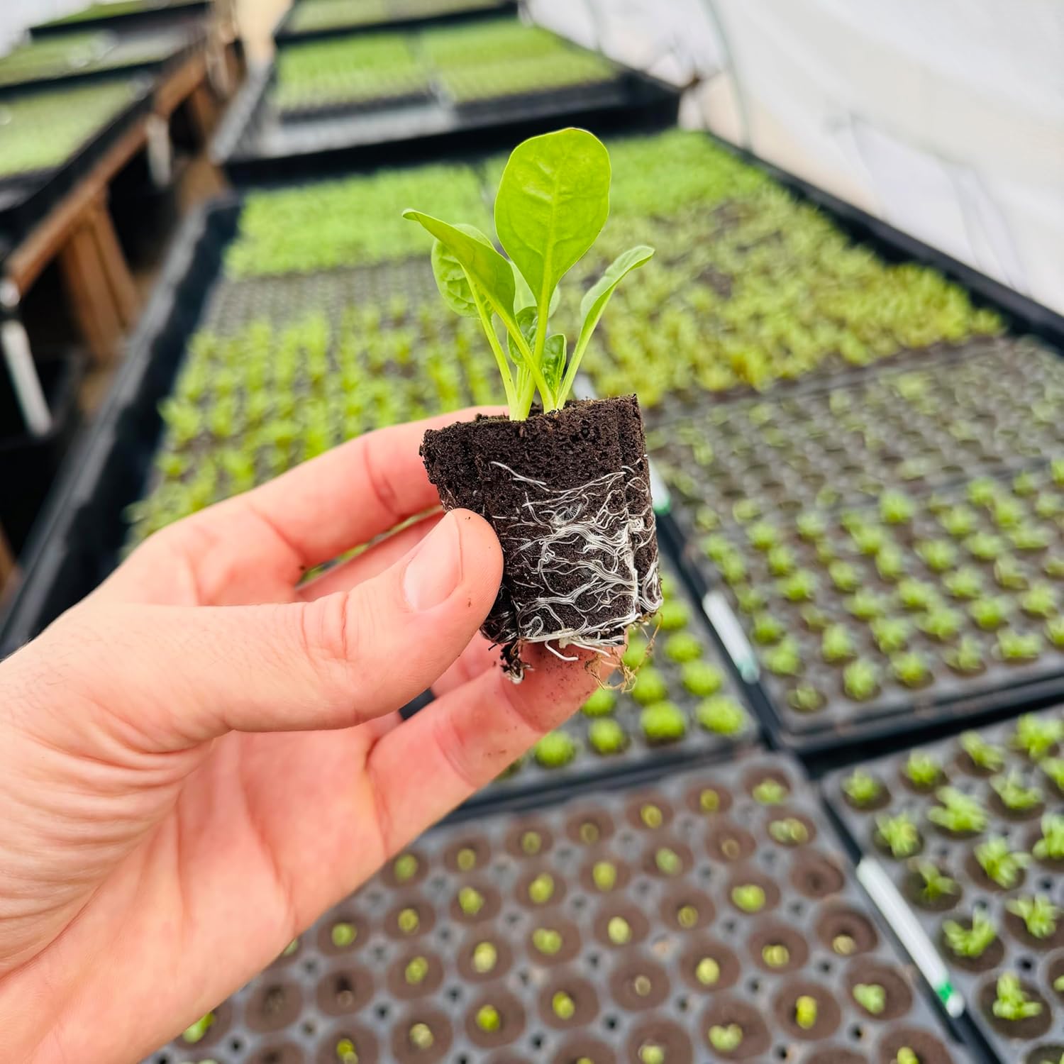 Spinach Seedlings: Ready-to-Plant, Starts, Starters, Plugs, Garden Ready, Live Plants, Transplants, Pre-Sprouted, Soil & Hydroponic Gardens (6 seedlings)