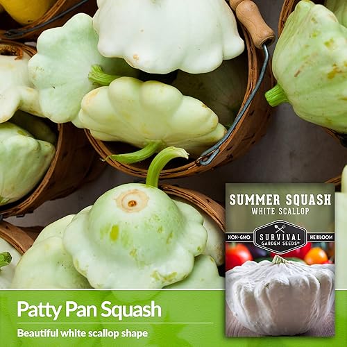 Miniatura 9 de Survival Garden Seeds - 2 paquetes de semillas de calabaza de verano de vieira blanca para plantar - Paquete con instrucciones para plantar y