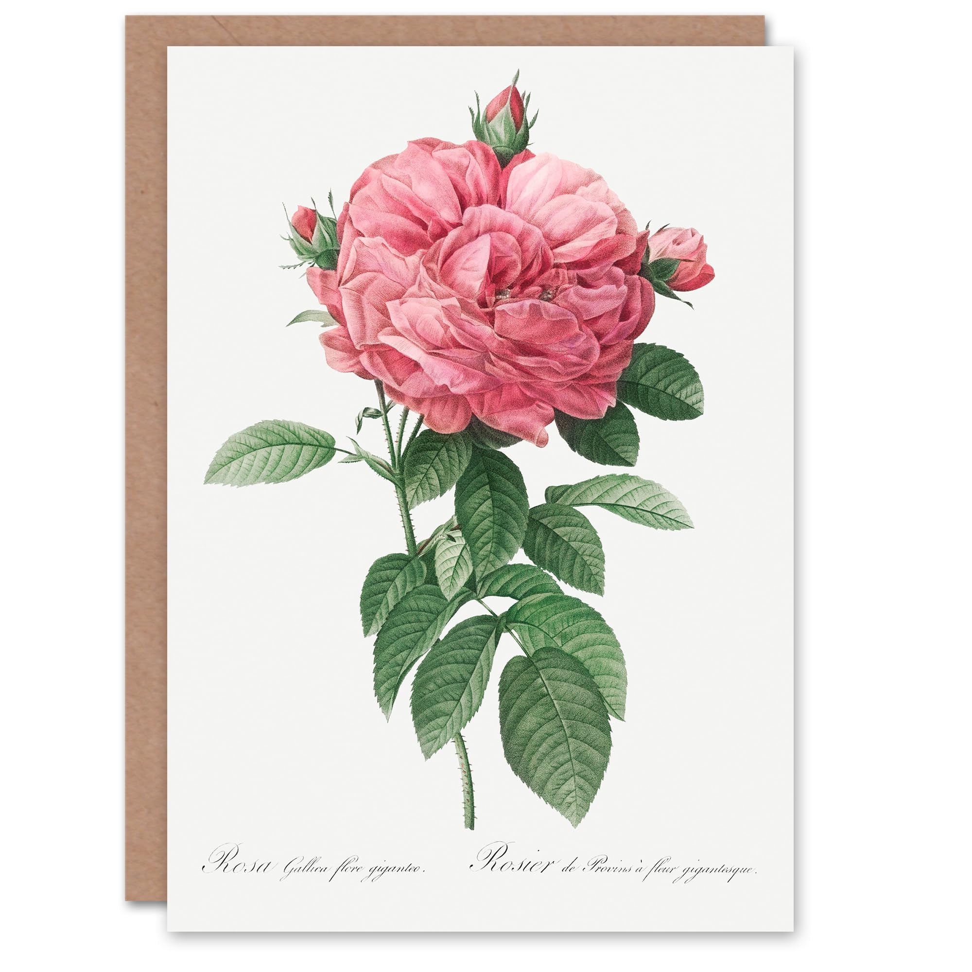 Artery8 Pierre-Joseph Redouté Art Card Giant Gallica Rose Vintage Floral