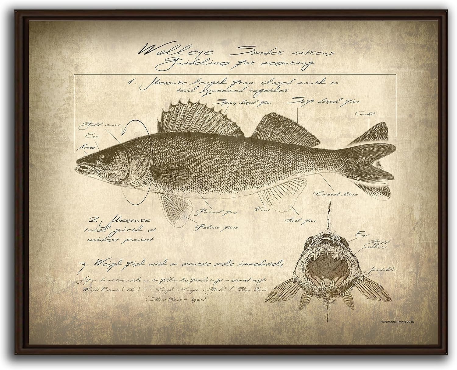 Personal-Prints | Vintage Style Walleye | North American Big Game and Fish Identification and Scoring Prints