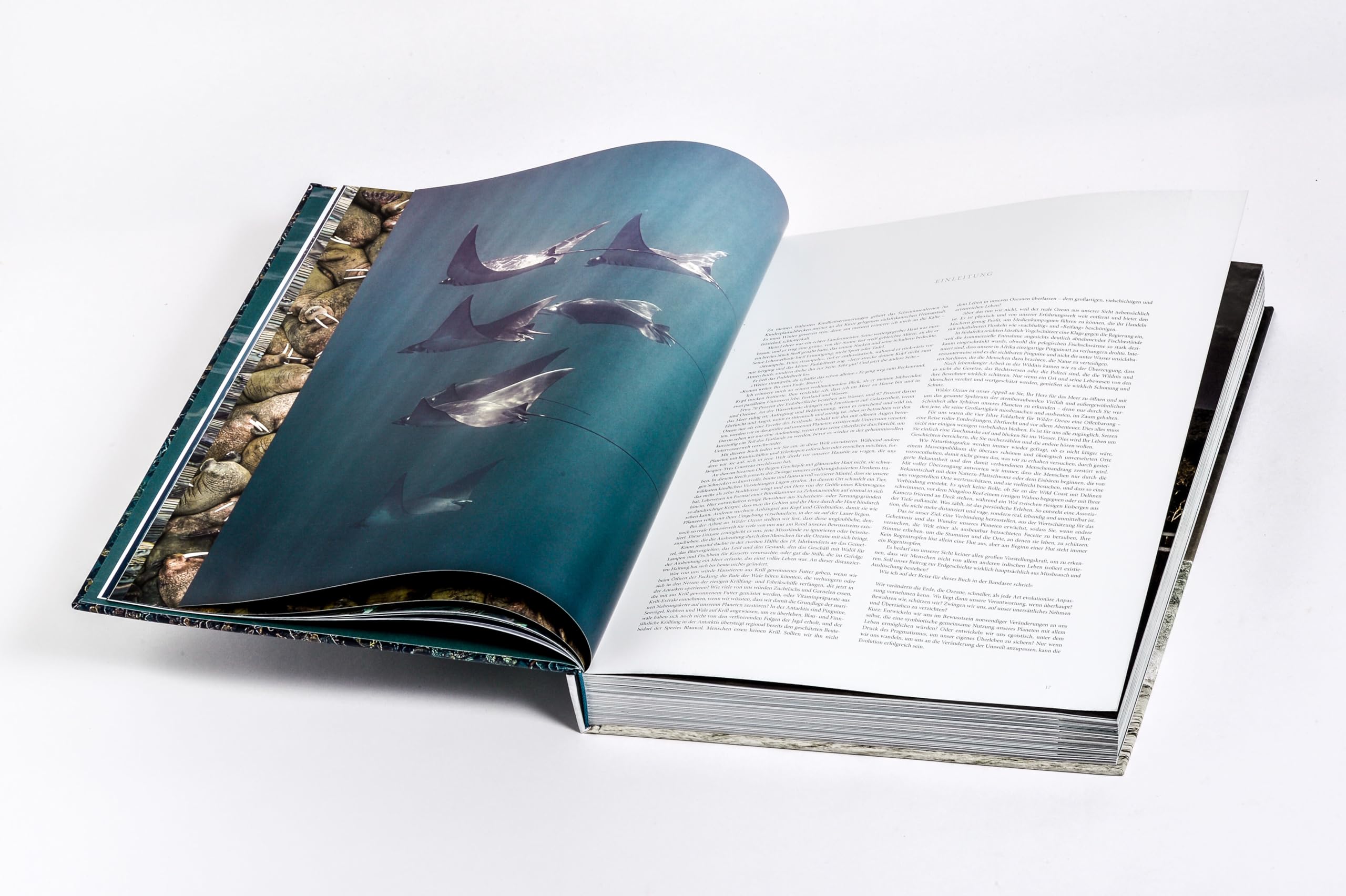 Wilder Ozean: Eine Reise in die ungezähmte Natur der Weltmeere. Opulenter Coffee-Table-Band mit über 200 faszinierenden Fotografien