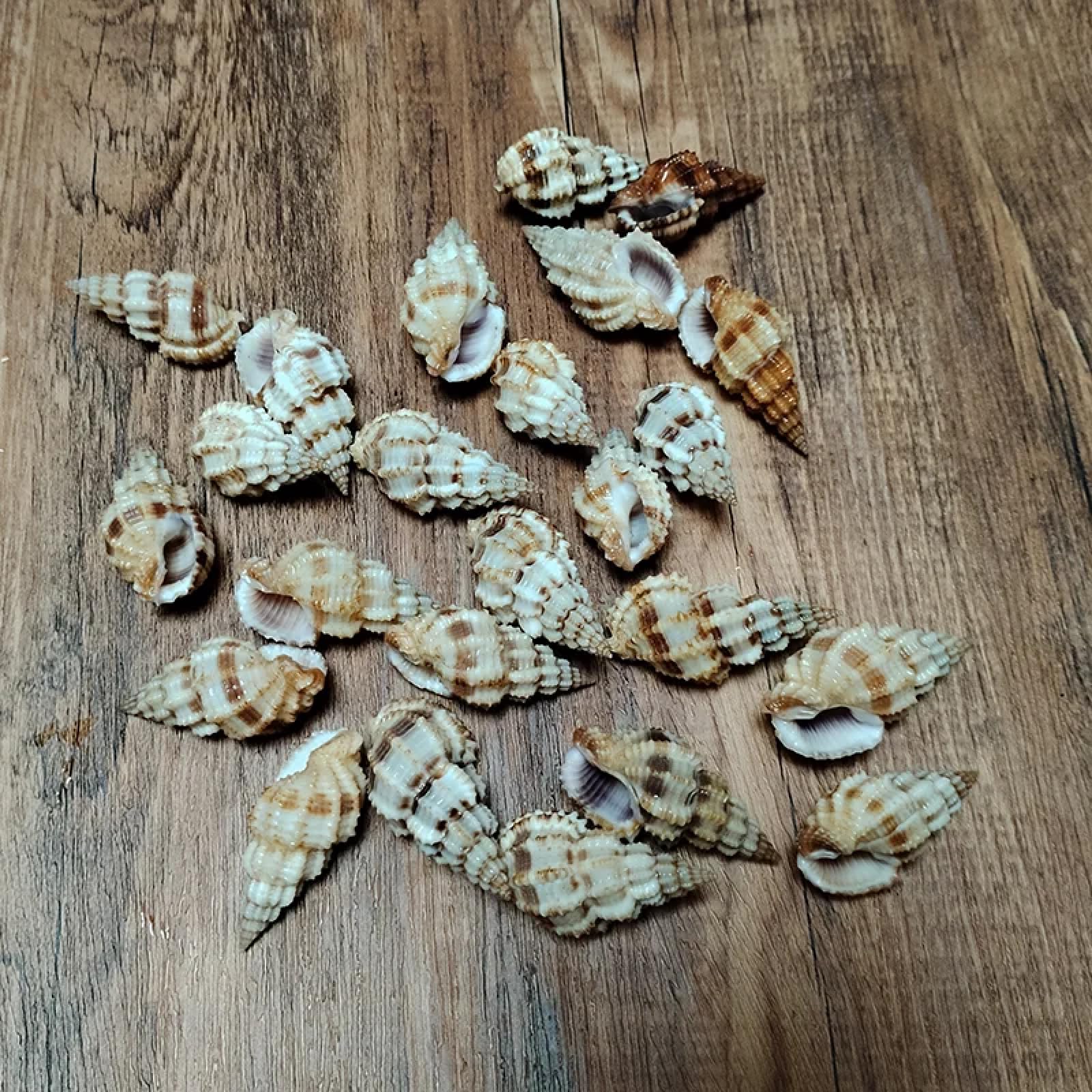 Conchiglie per decorazione, 10 pezzi, 3 cm-5 cm, forma affusolata, turritella, conchiglie, conchiglie per collezionisti, decorazioni per matrimoni, feste a tema spiaggia, artigianato