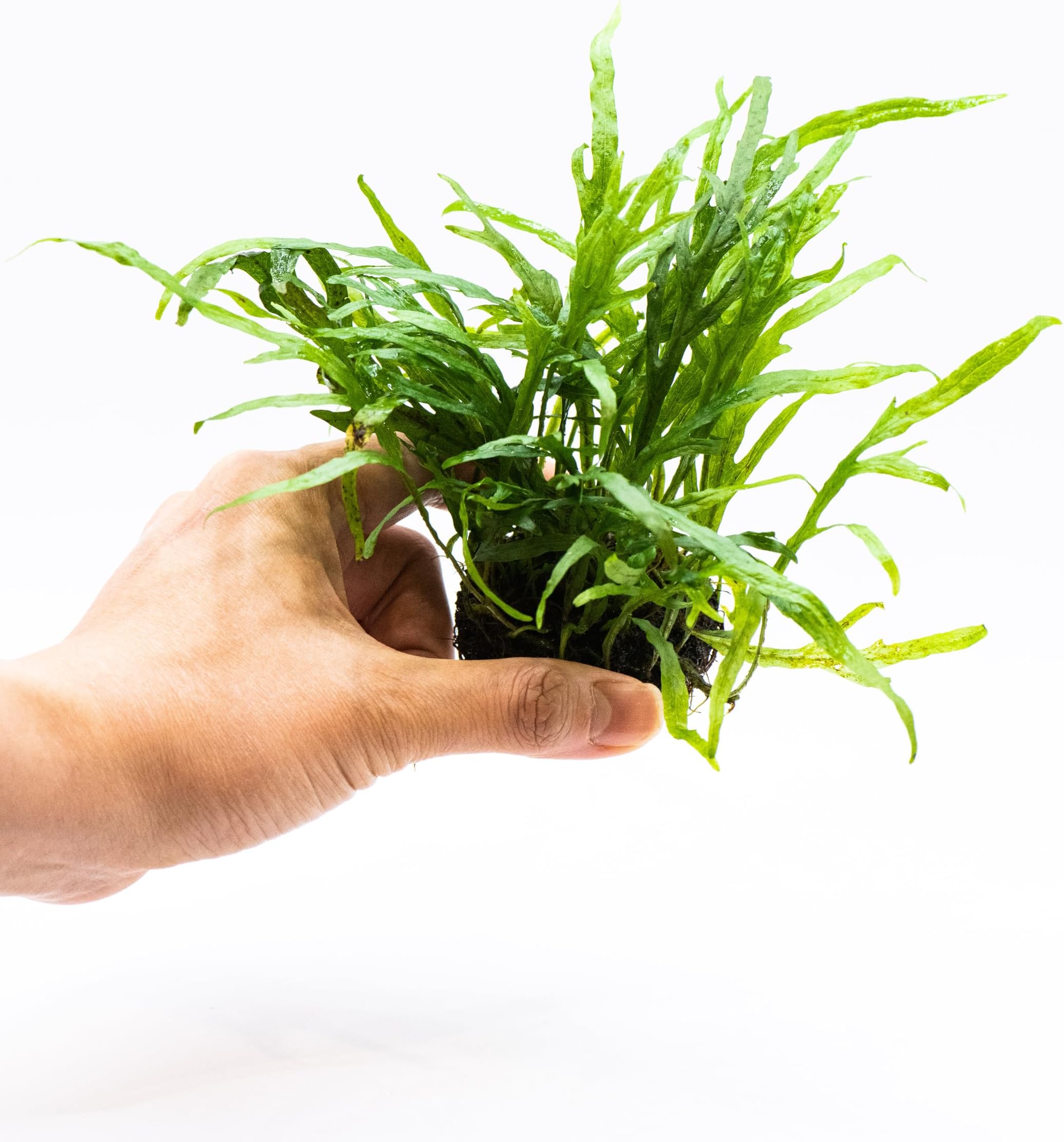 Java Fern Live Aquarium Plants – Windelov, Narrow Leaf & More– Easy Aquascaping Plants for Freshwater Tanks, Low Light, No CO₂ (Java Fern Trident on Nutripad)