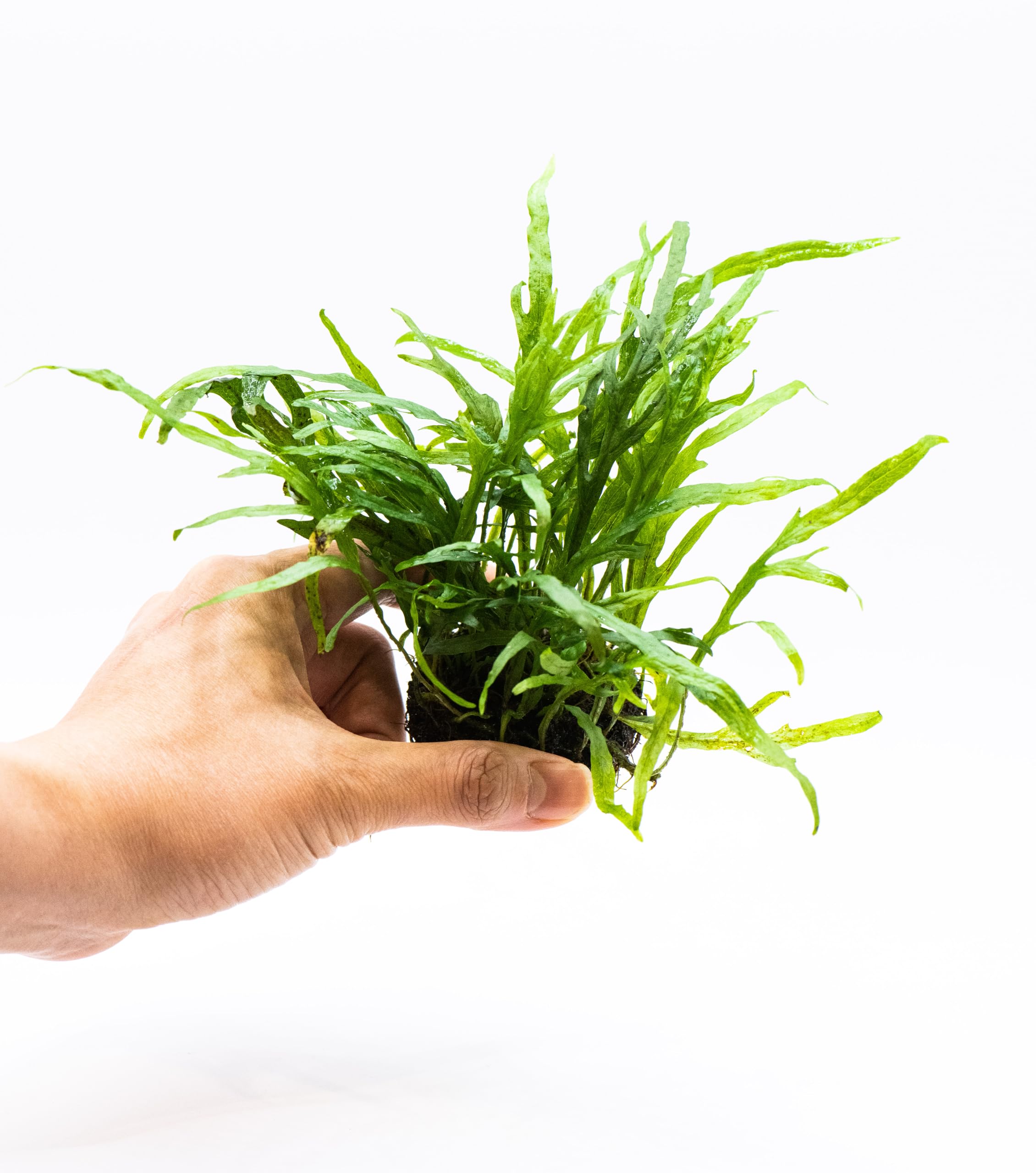 Java Fern Live Aquarium Plants – Windelov, Narrow Leaf & More– Easy Aquascaping Plants for Freshwater Tanks, Low Light, No CO₂ (Java Fern Trident on Nutripad)