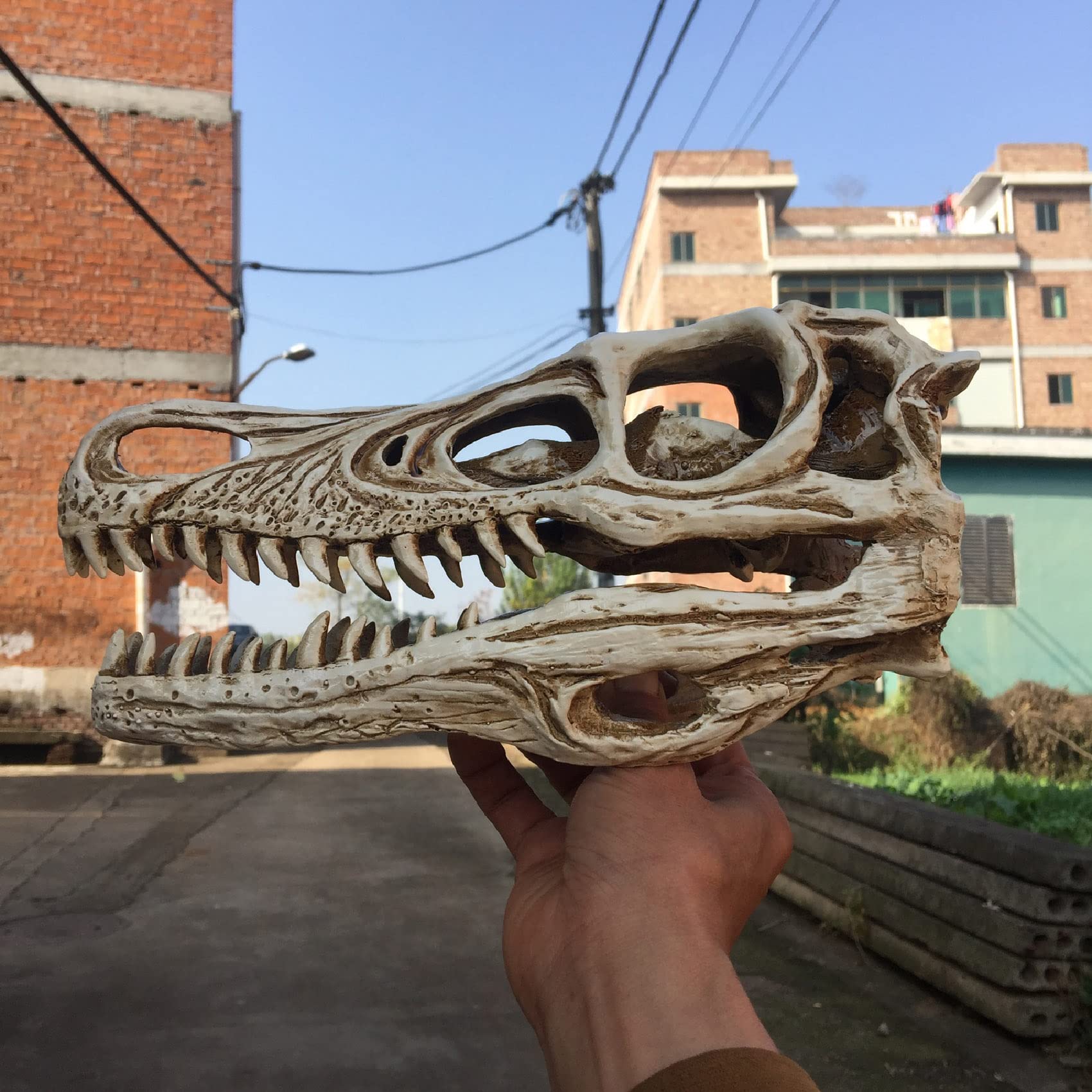 Amazon.co.jp: 恐竜の頭蓋骨モデル、樹脂製の高シミュレートされた