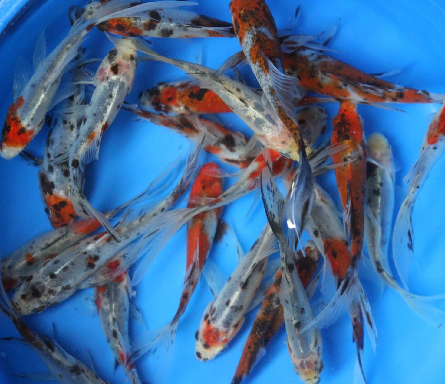6 pack live Shubunkin goldfish for aquarium, fish tank or koi pond