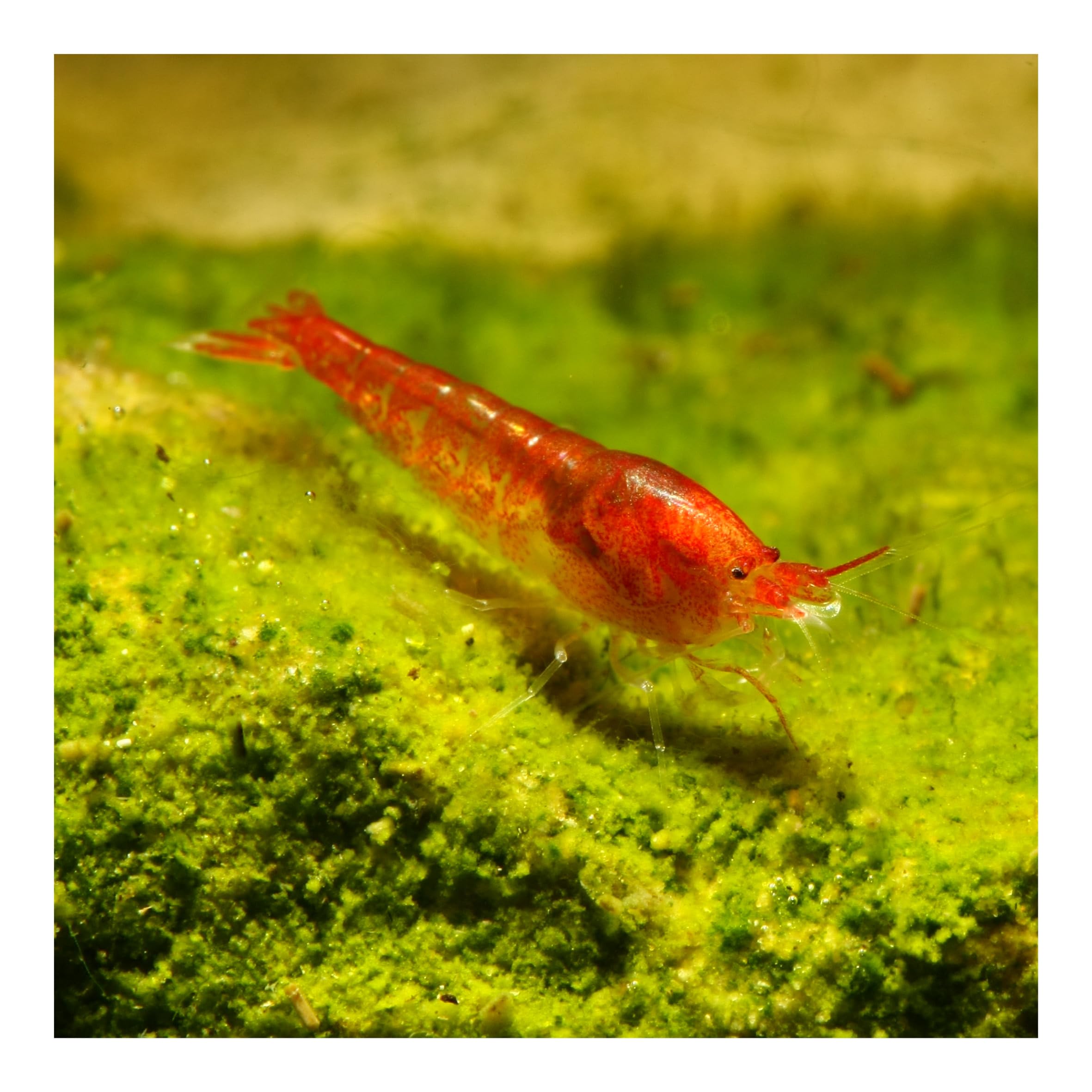 10 x Rote Hawaii Garnele - Halocaridina rubra - Zwerggarnele für die Brackwasser Aquaristik - Garnelen einfach im Aquarium züchten