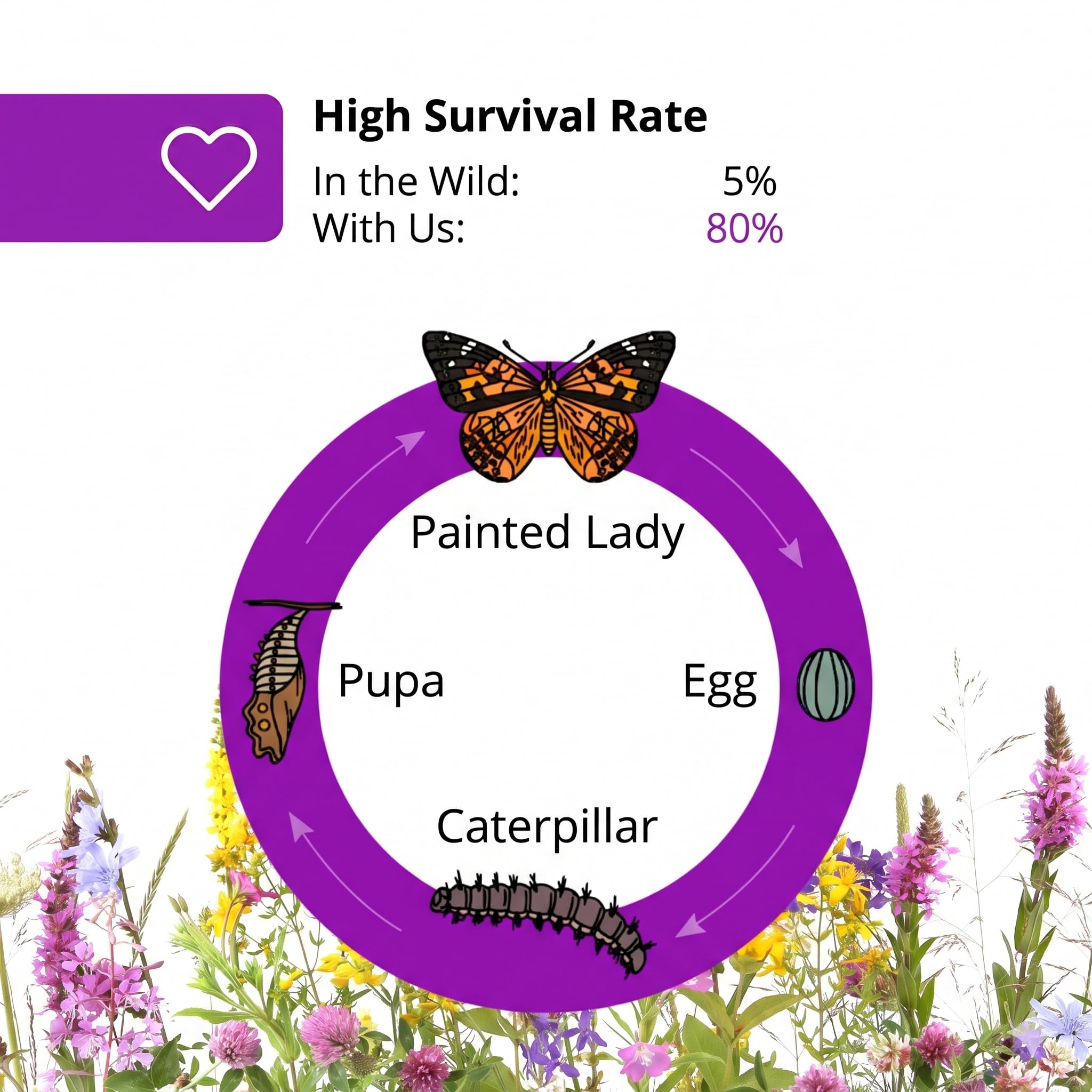 Juego de cría de mariposas para niños/adultos, ideal para el hogar, garantía de éxito | libro electrónico gratuito y materiales de aprendizaje | Cría de orugas