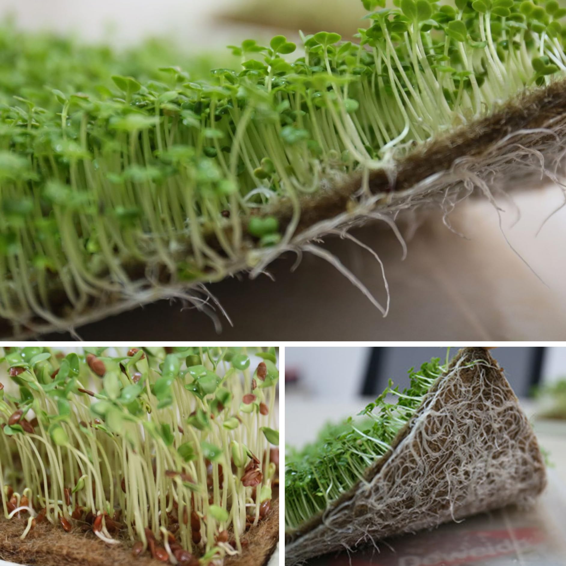 Tappetini in canapa da 8 pezzi per la coltivazione di microgreens, tappetino per semi di 10x20, vassoio per coltivazione di microgreens in fibre di canapa traspiranti degradabili per la germinaz