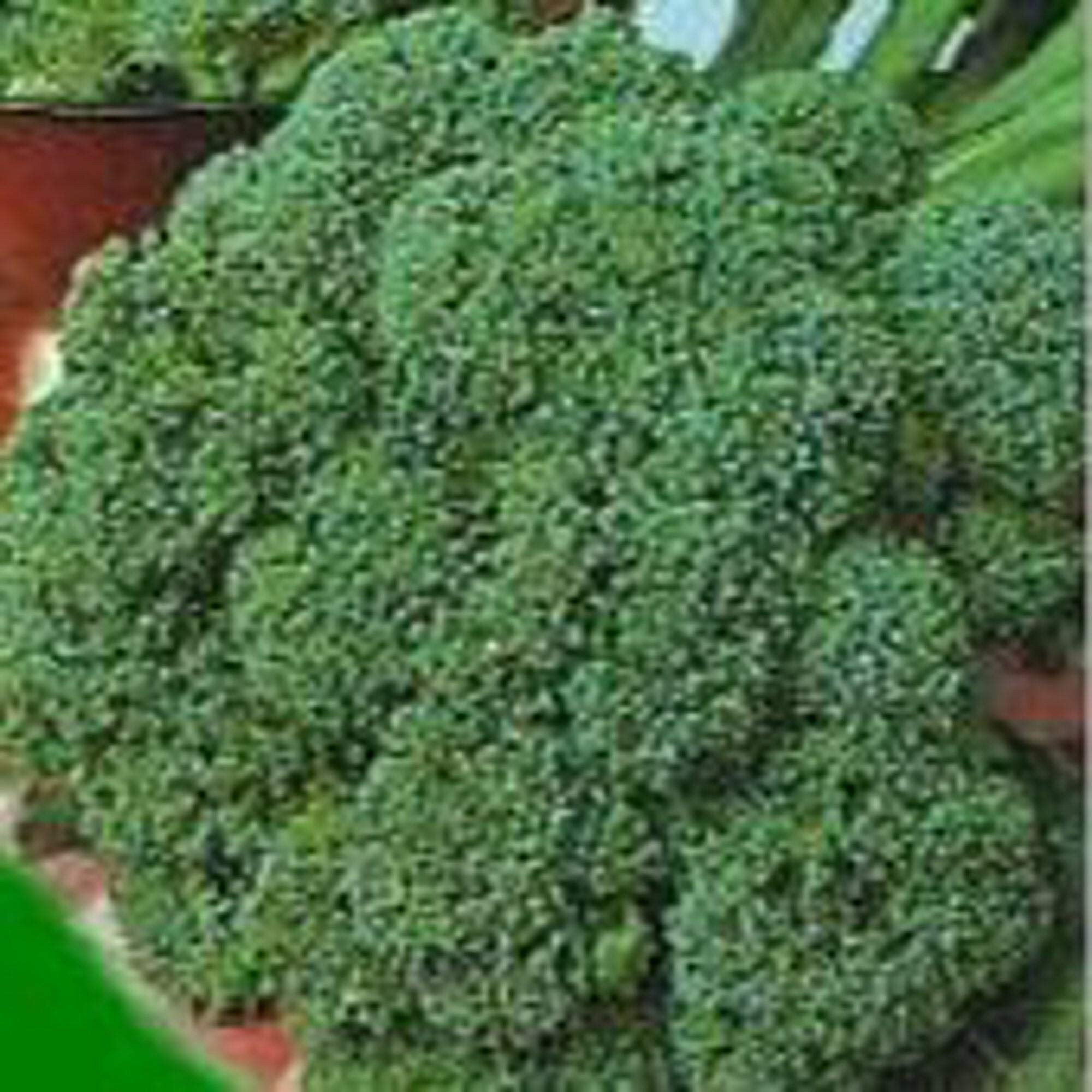 Waltham 29 Broccoli Seeds (25+ Seeds)