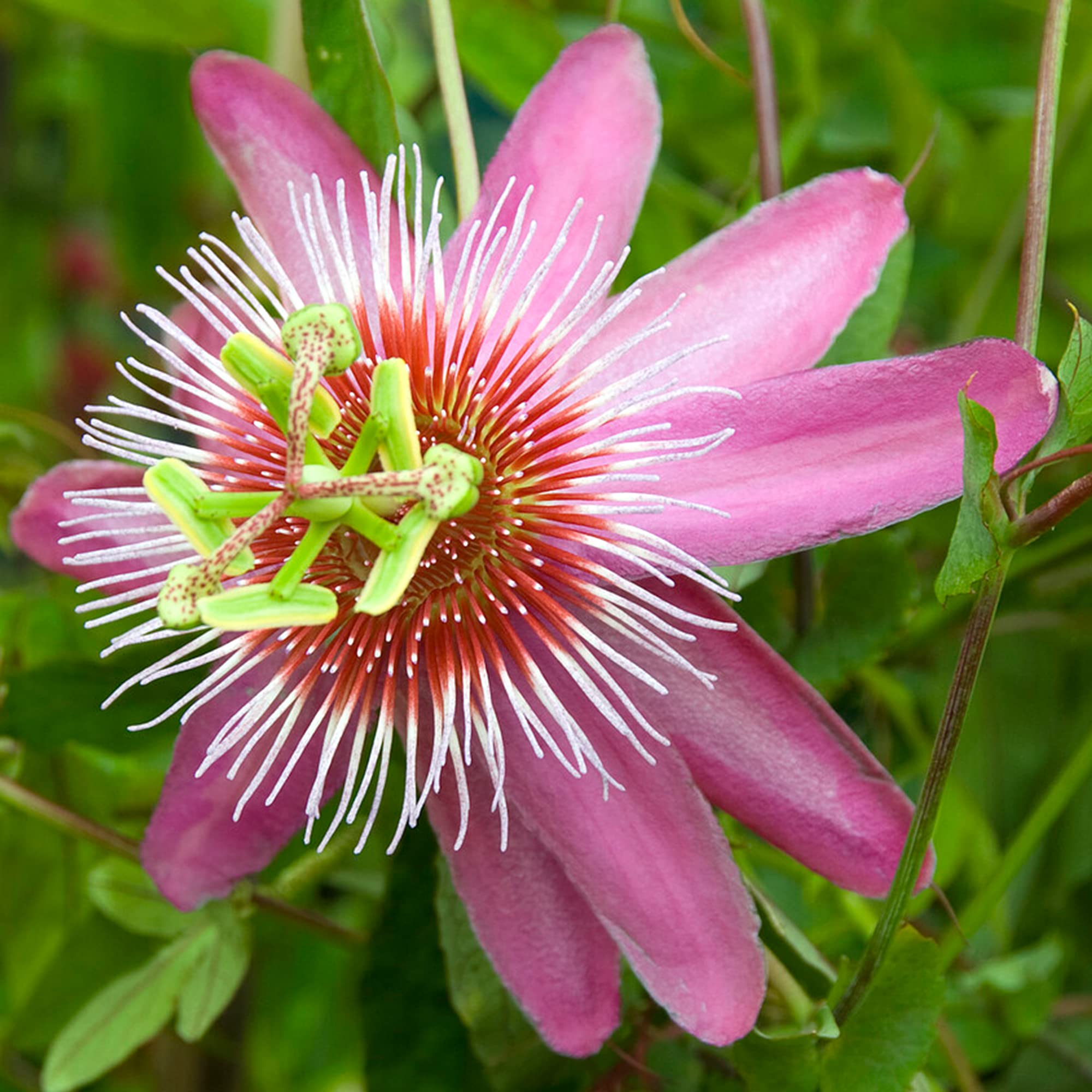 GardenersDream Passiflora Anastasia - Violette Passionsblume Pflanze -  Kletterpflanzen Exotisch - Balkon Pflanzen Groblumig : Amazon.de: Garten